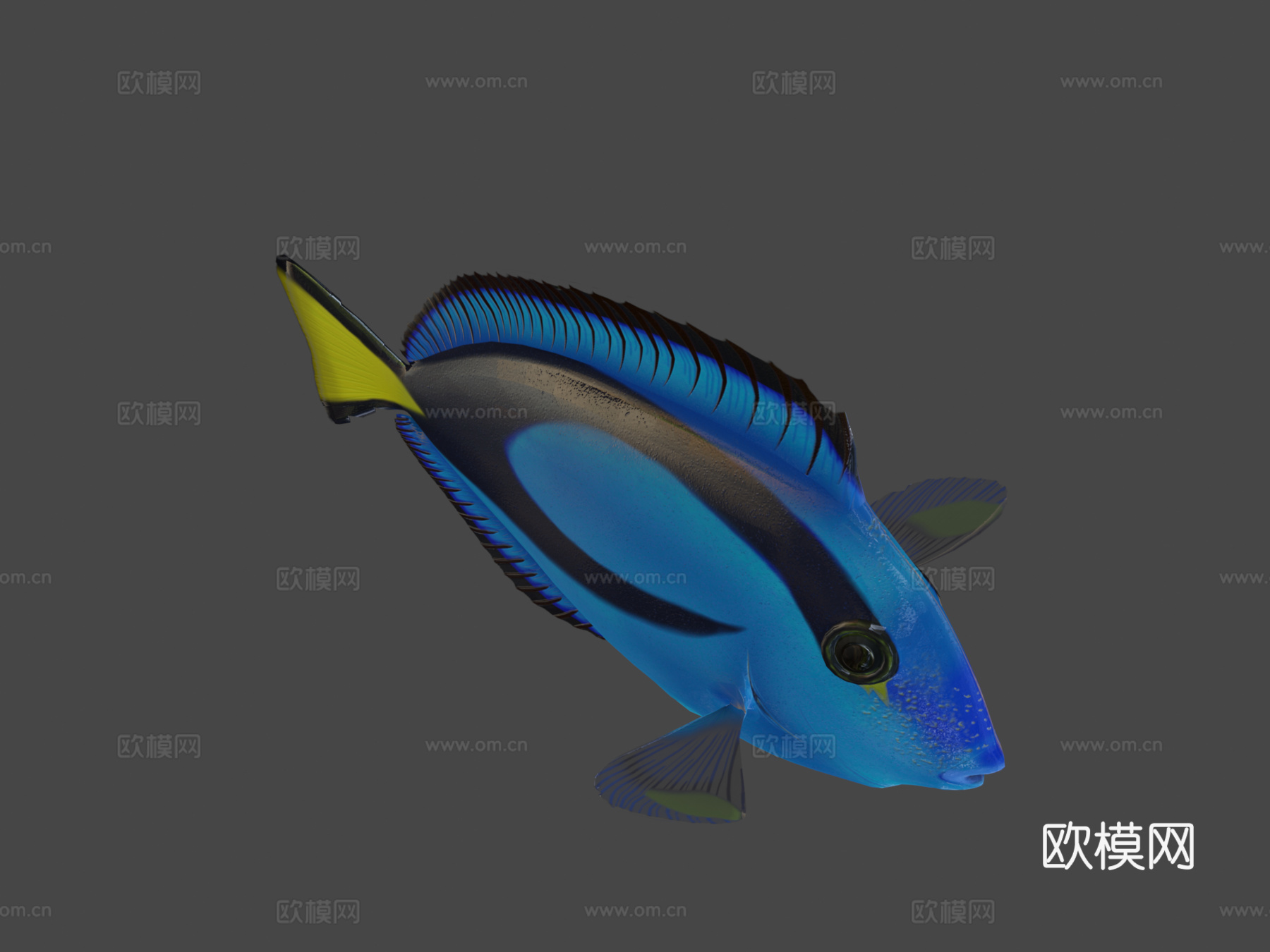 拟刺尾鲷骨骼绑定3d模型下载（渲染图7）