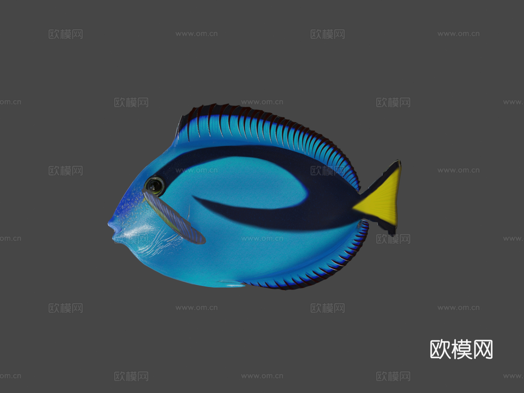 拟刺尾鲷骨骼绑定3d模型下载（渲染图8）