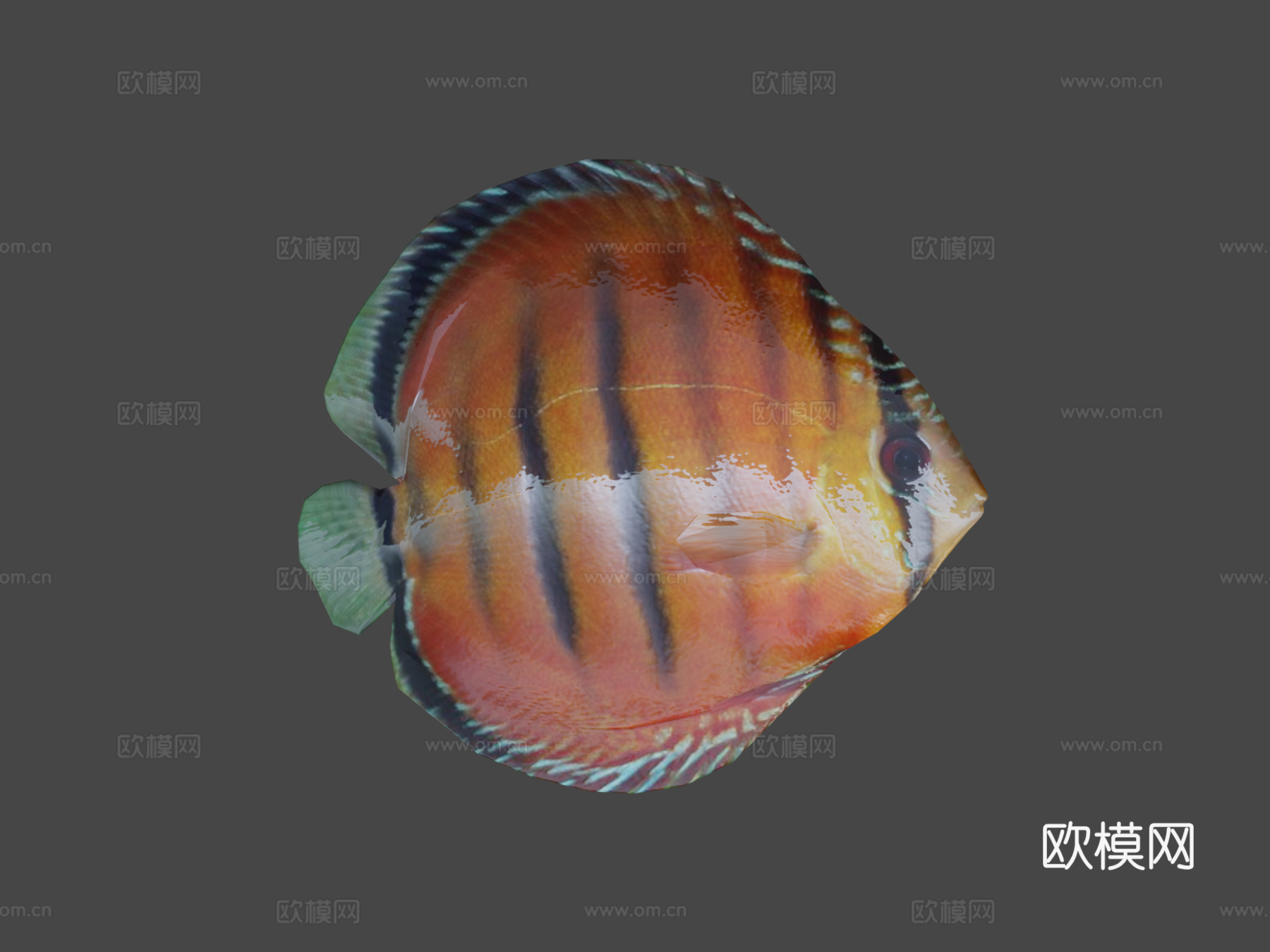 七彩神仙鱼动画3d模型下载（渲染图8）