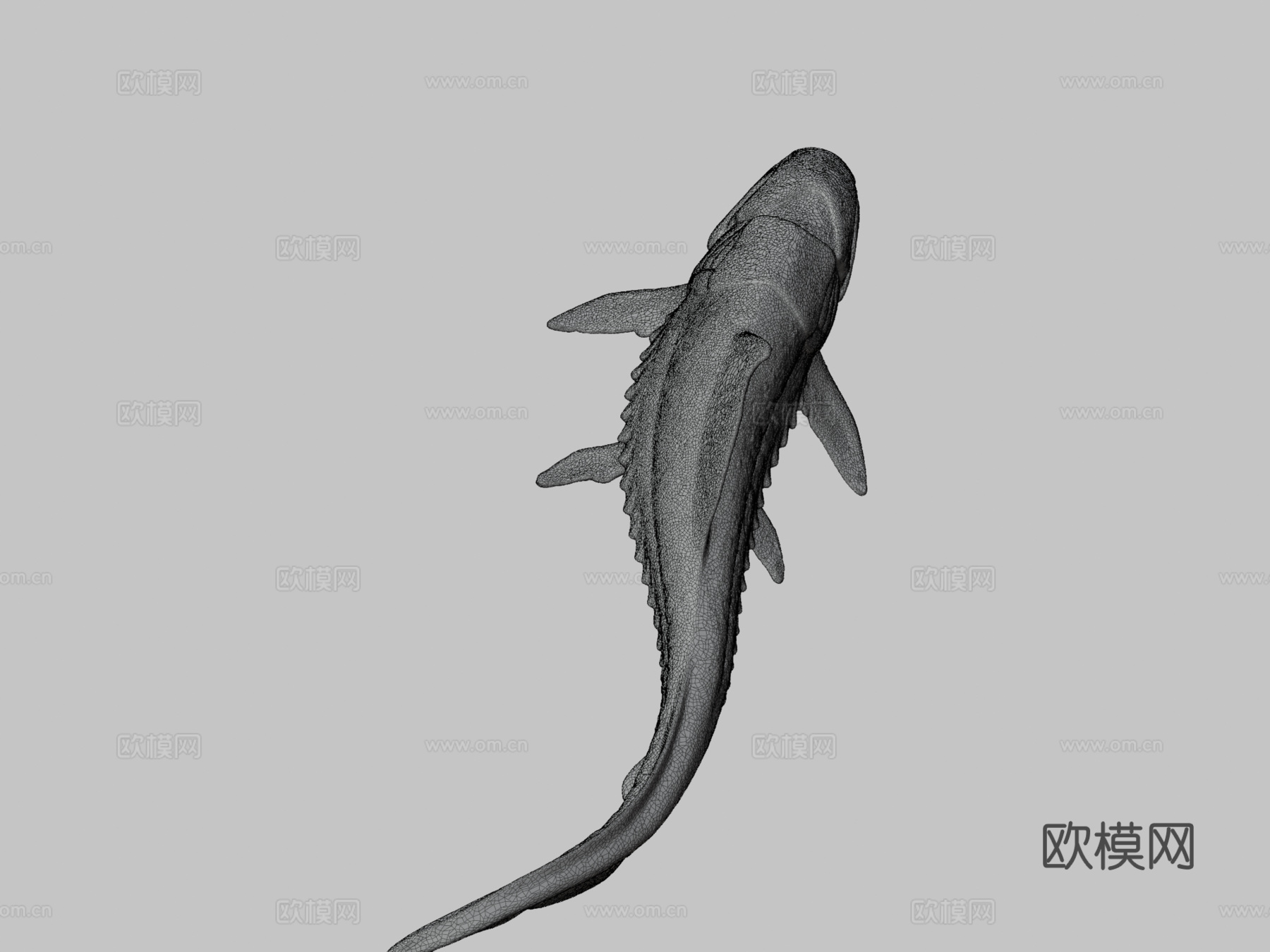 邓氏鱼3d模型下载（渲染图3）