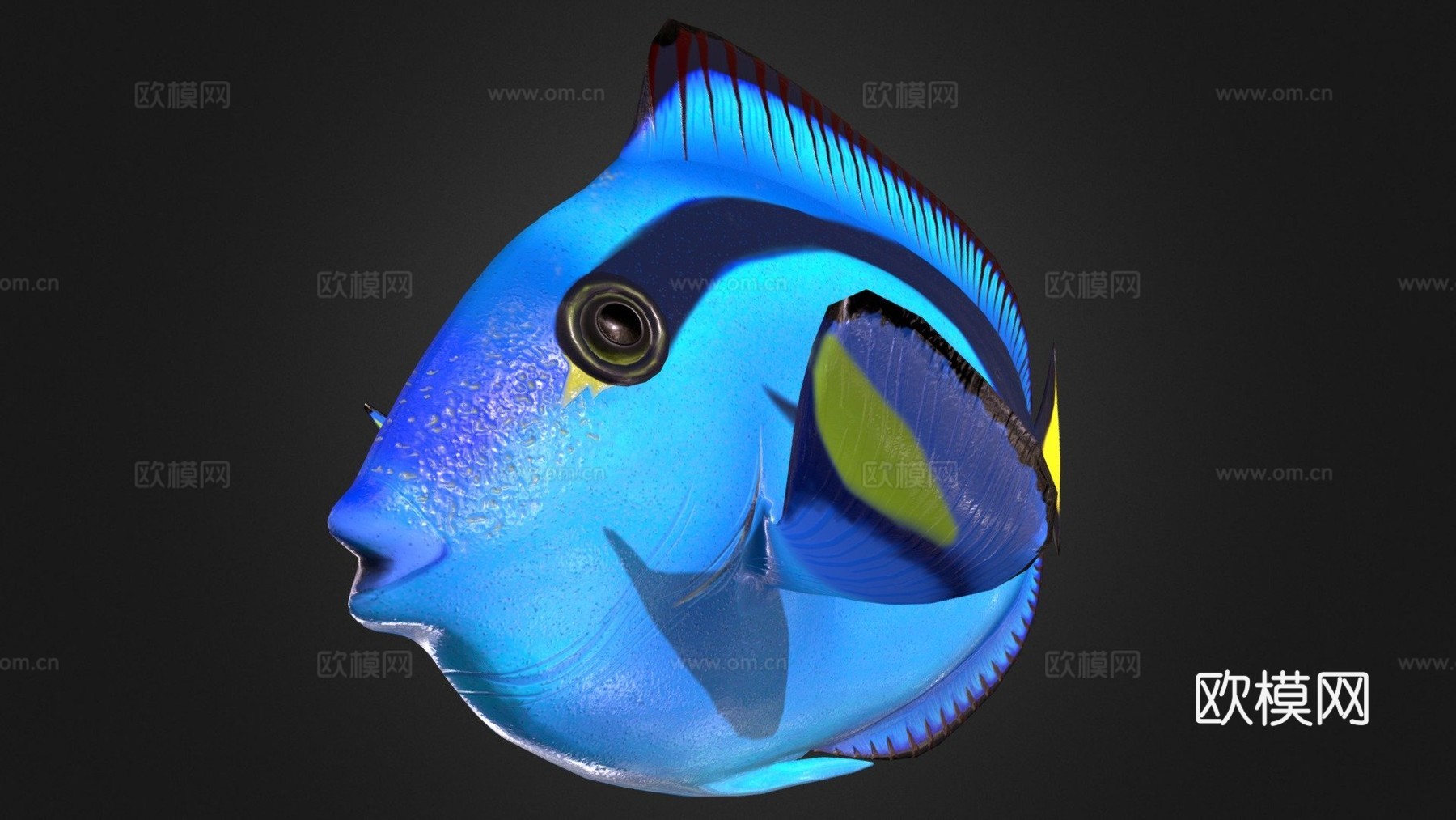 拟刺尾鲷骨骼绑定3d模型下载（渲染图1）