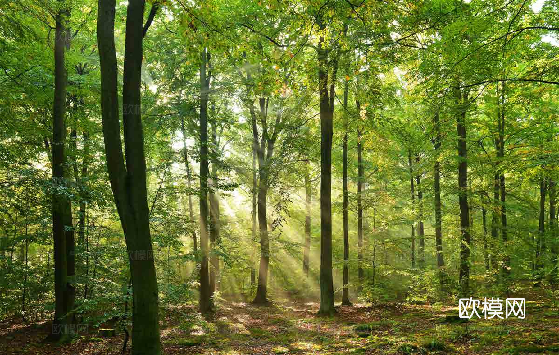 高清森林外景下载