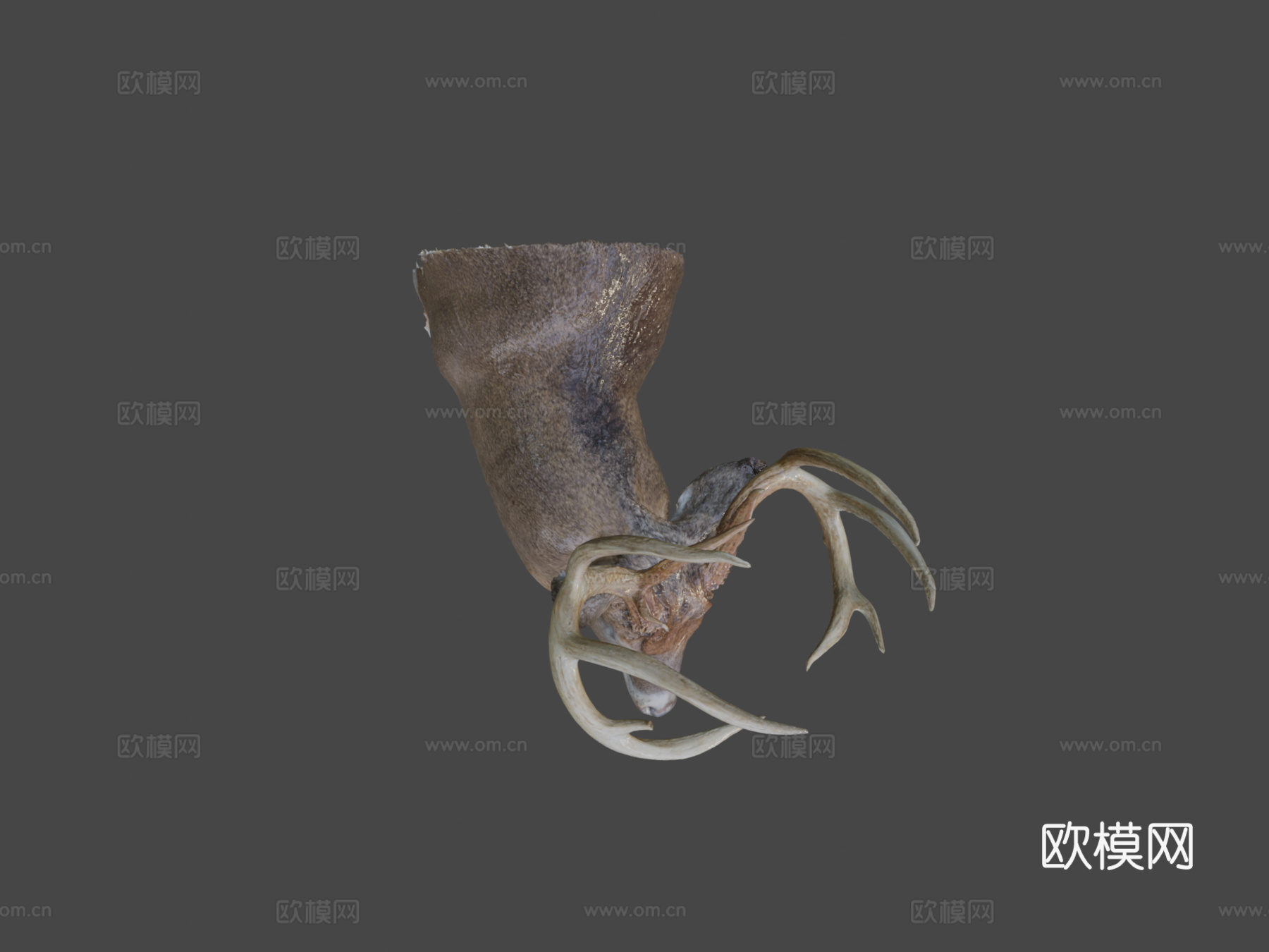 Leonard Dunalp制作的鹿标本3d模型3d模型下载（渲染图7）