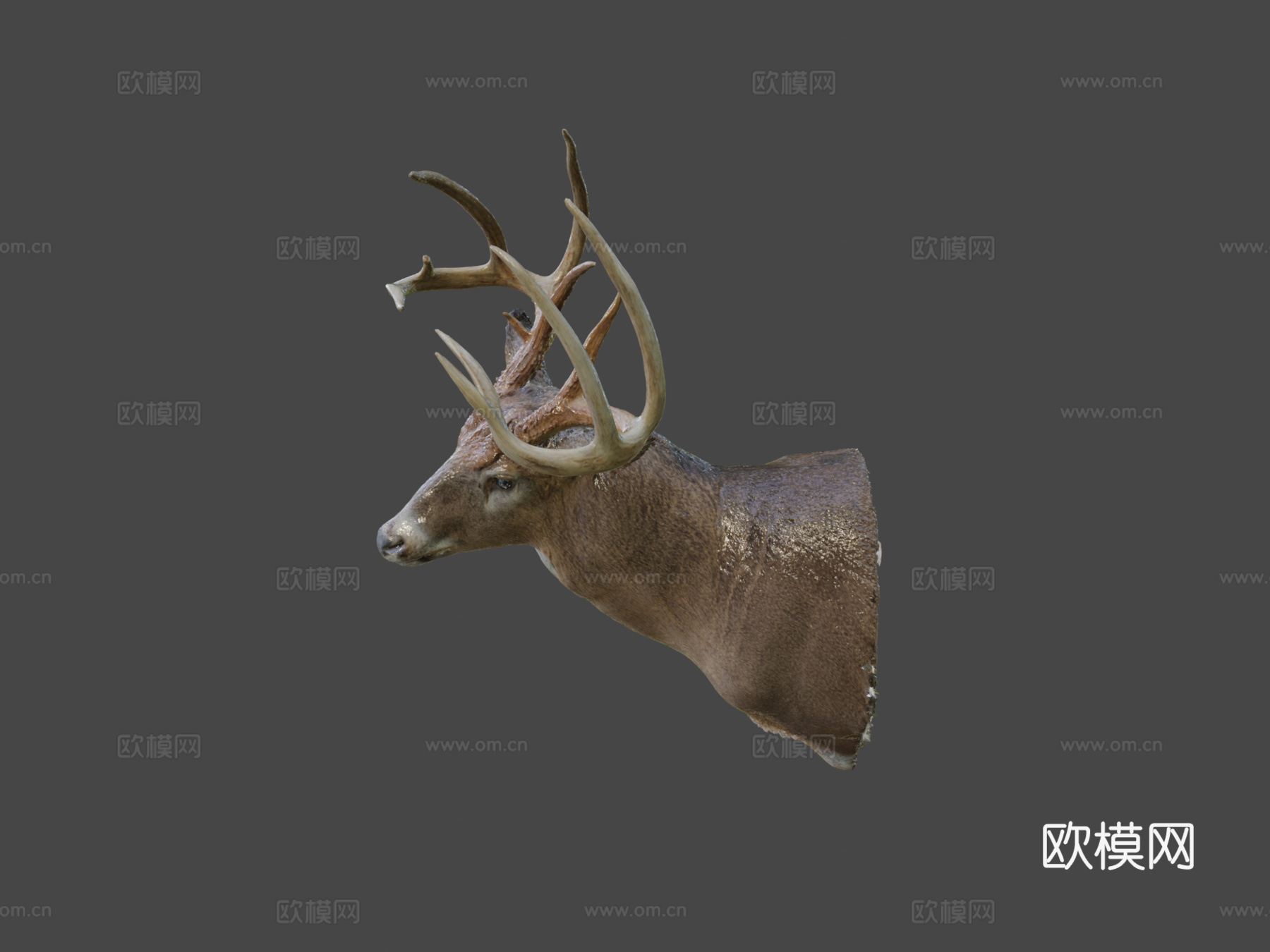 Leonard Dunalp制作的鹿标本3d模型3d模型下载（渲染图5）