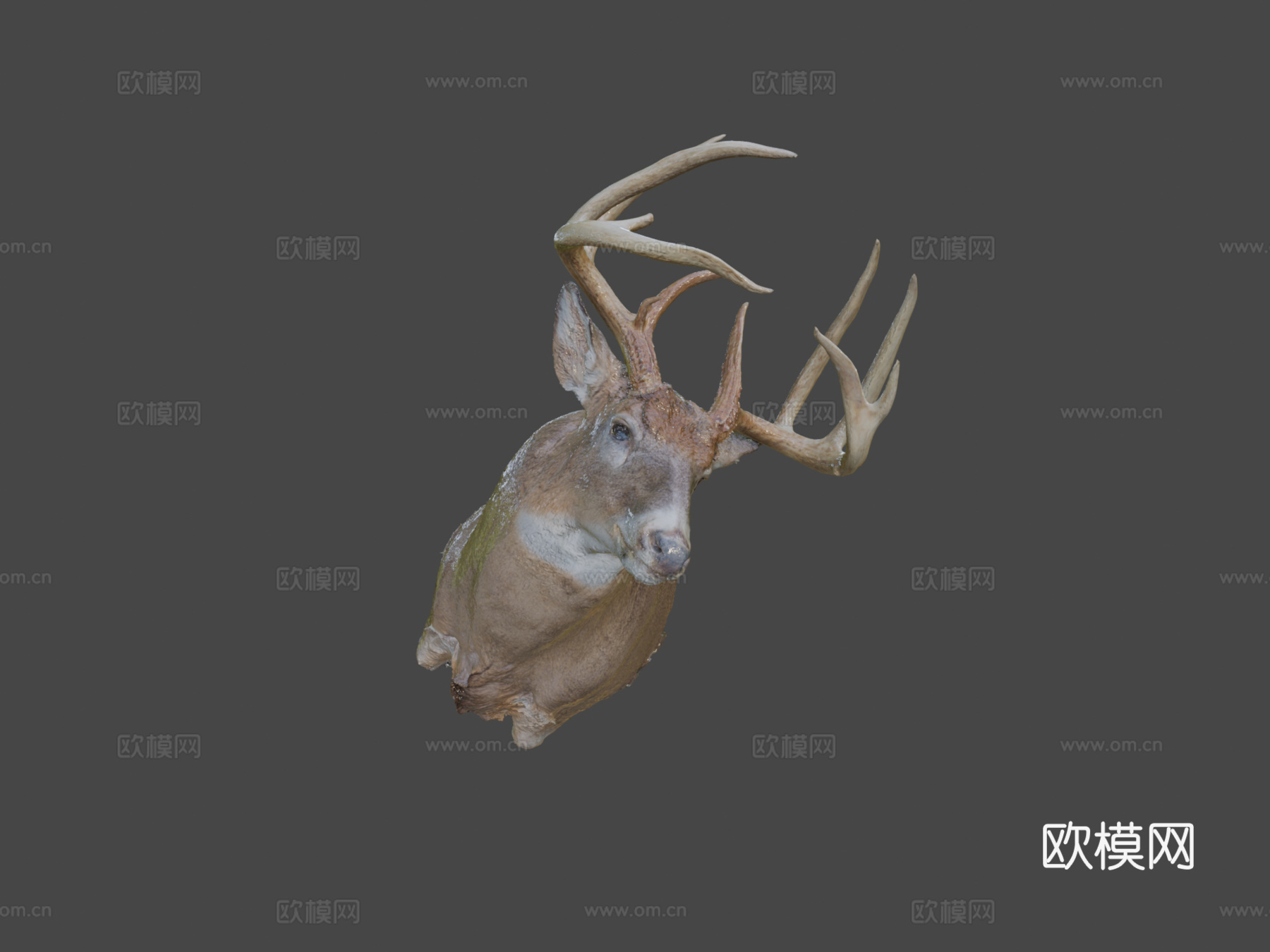 Leonard Dunalp制作的鹿标本3d模型3d模型下载（渲染图6）