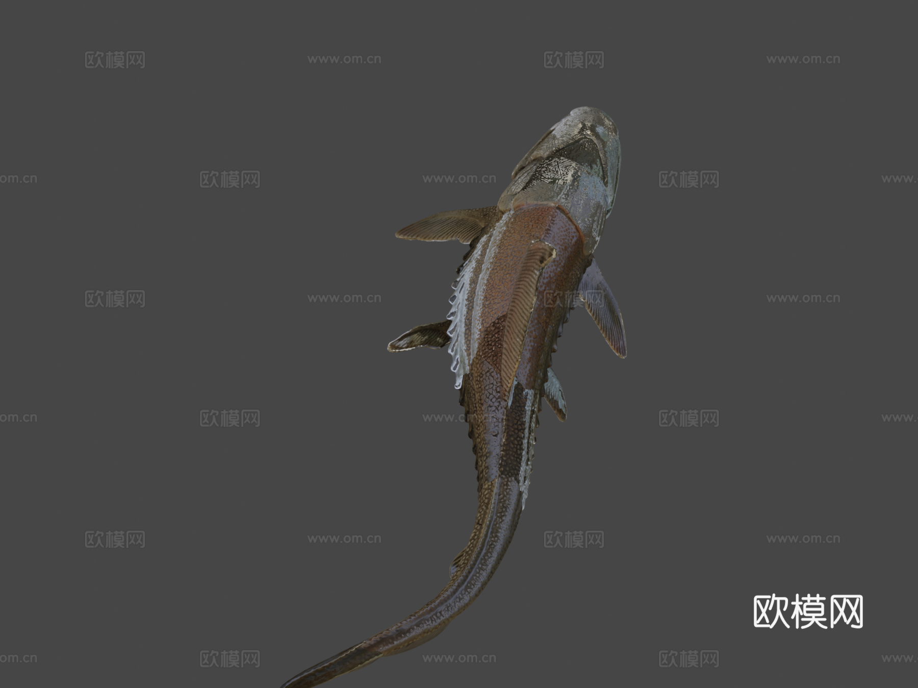 邓氏鱼3d模型下载（渲染图8）