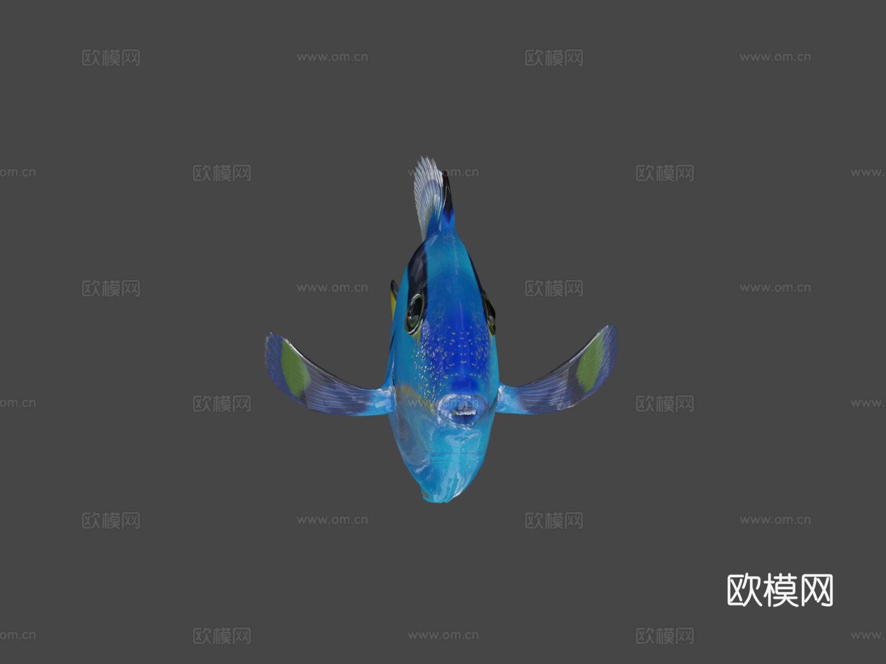 拟刺尾鲷骨骼绑定3d模型下载（渲染图6）