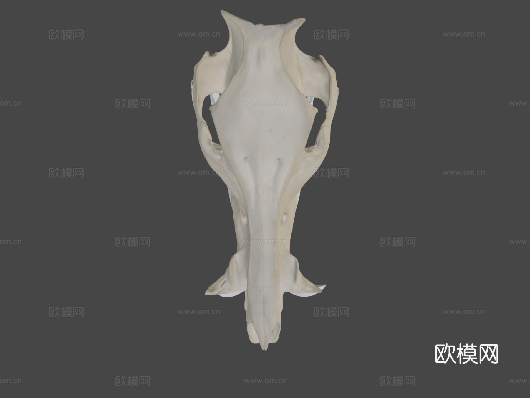 野猪头骨3d模型下载（渲染图6）