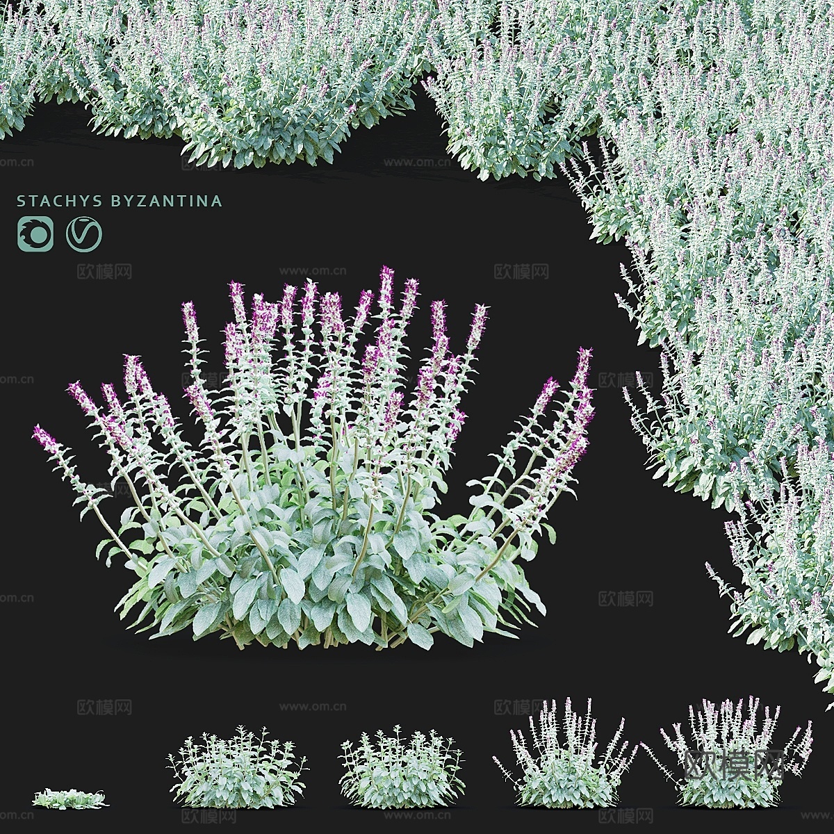 Chistets 拜占庭花卉 Stachys byzanti3d模型下载