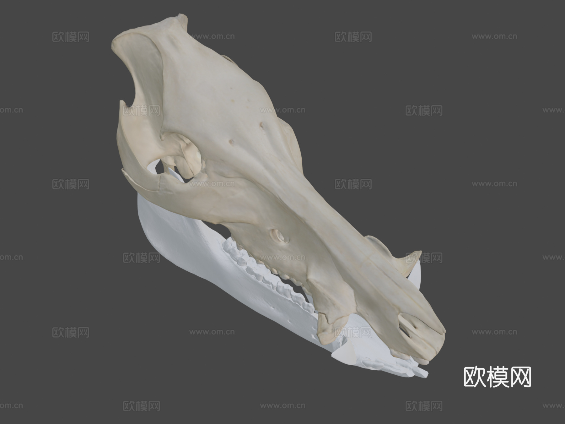 野猪头骨3d模型下载（渲染图7）
