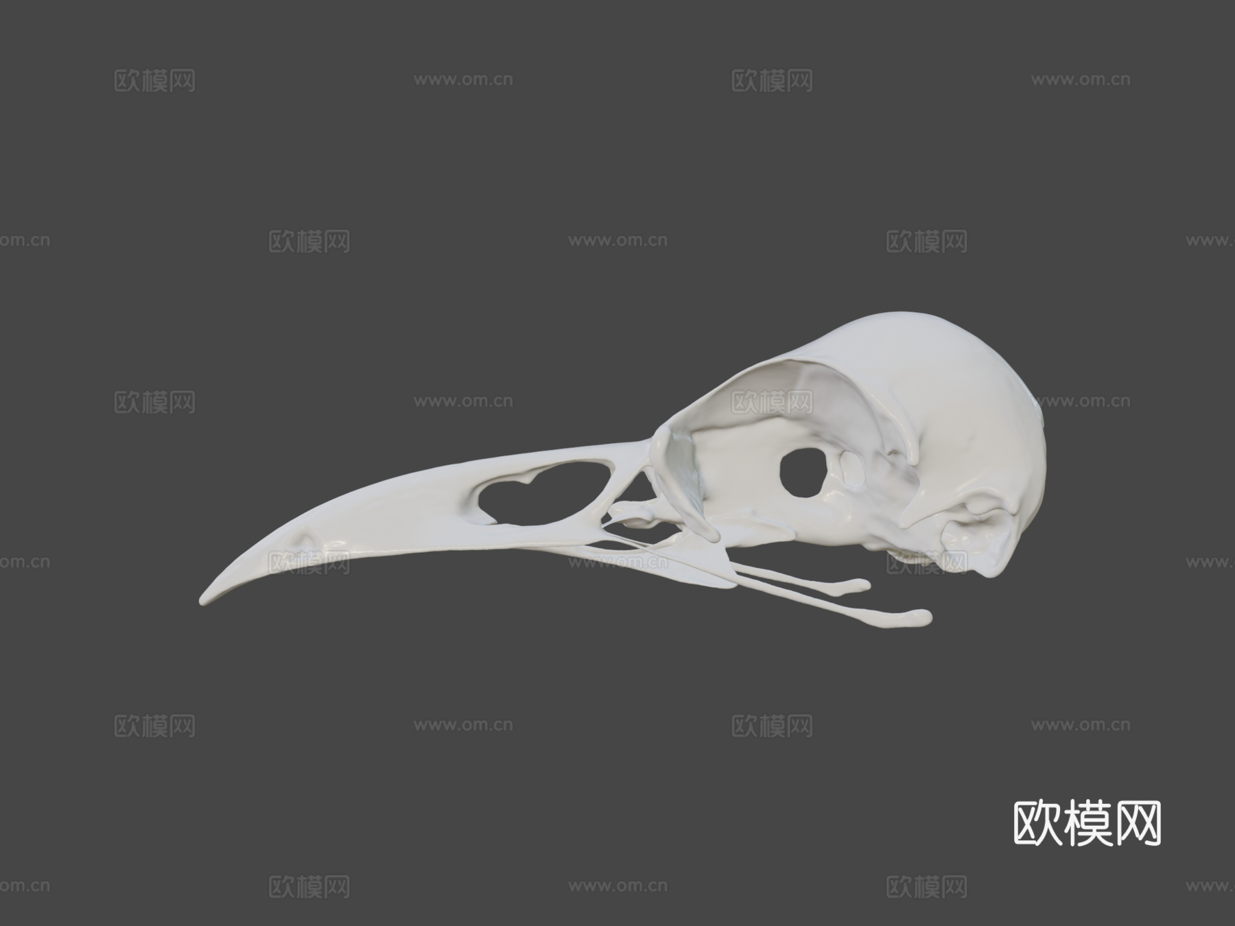 IMNH R-1349普通渡鸦头骨3d模型下载（渲染图6）