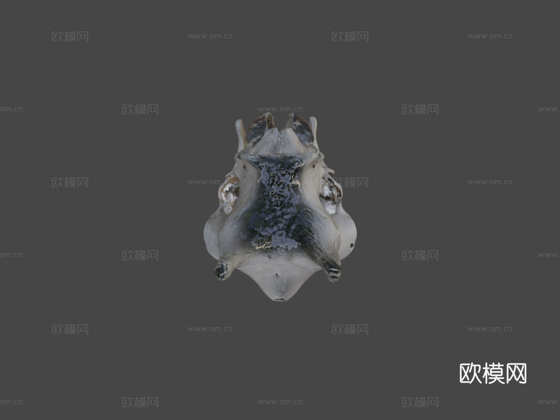 长颈鹿头骨3d模型下载（渲染图6）