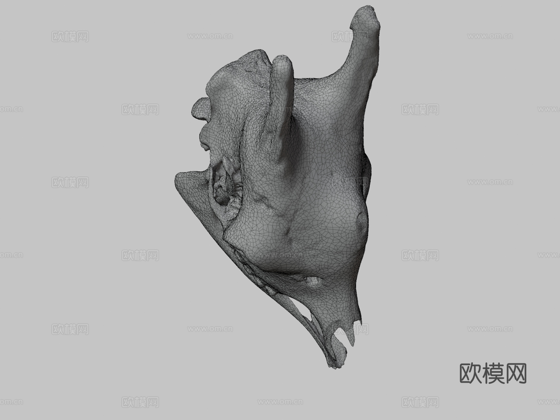 长颈鹿头骨3d模型下载（渲染图3）