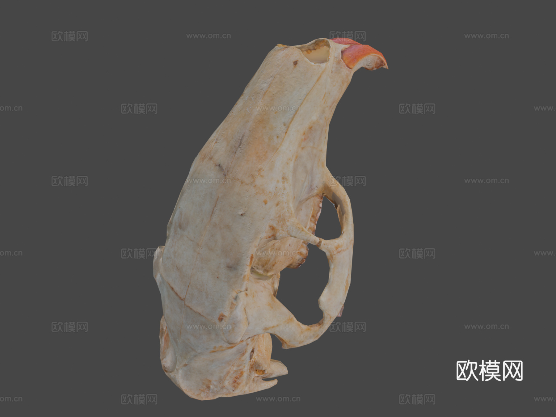 写实风格海狸鼠头骨低多边形3d模型下载（渲染图8）