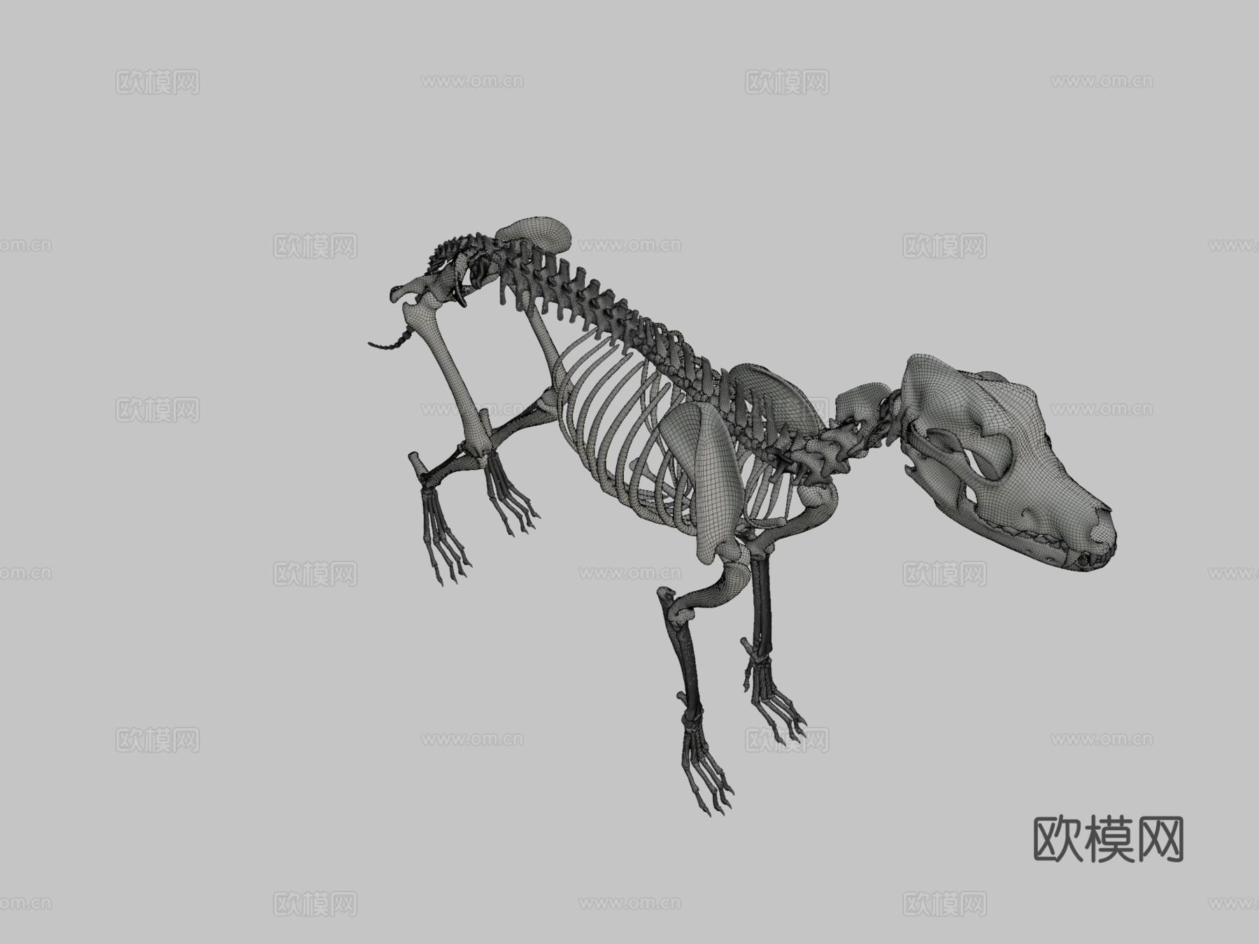 大丹犬-骨架3d模型下载（渲染图2）