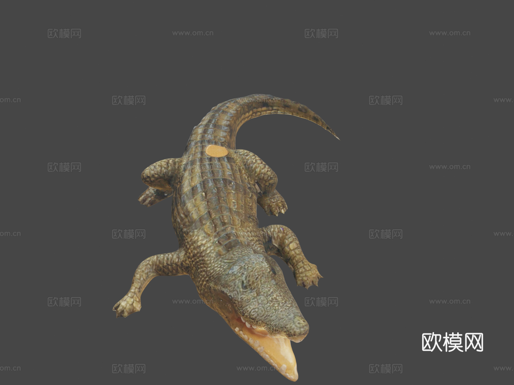 短吻鳄3d模型下载（渲染图7）