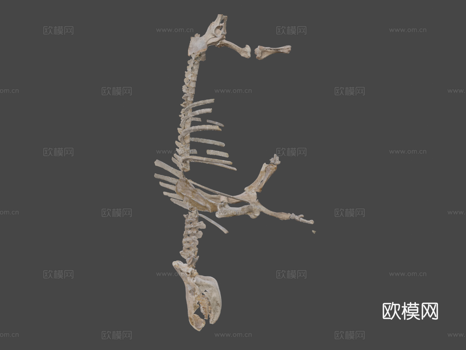 披毛犀3d模型下载（渲染图8）