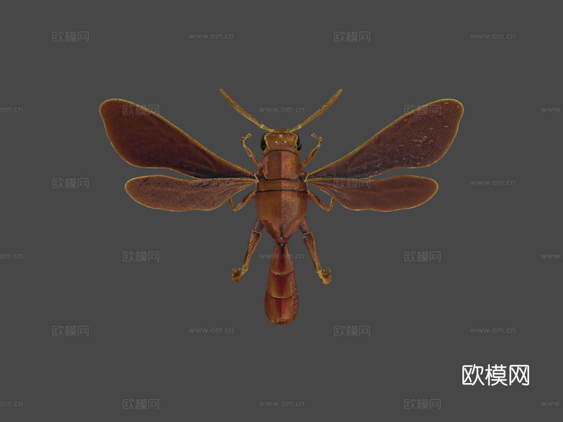 昆虫3d模型下载（渲染图7）