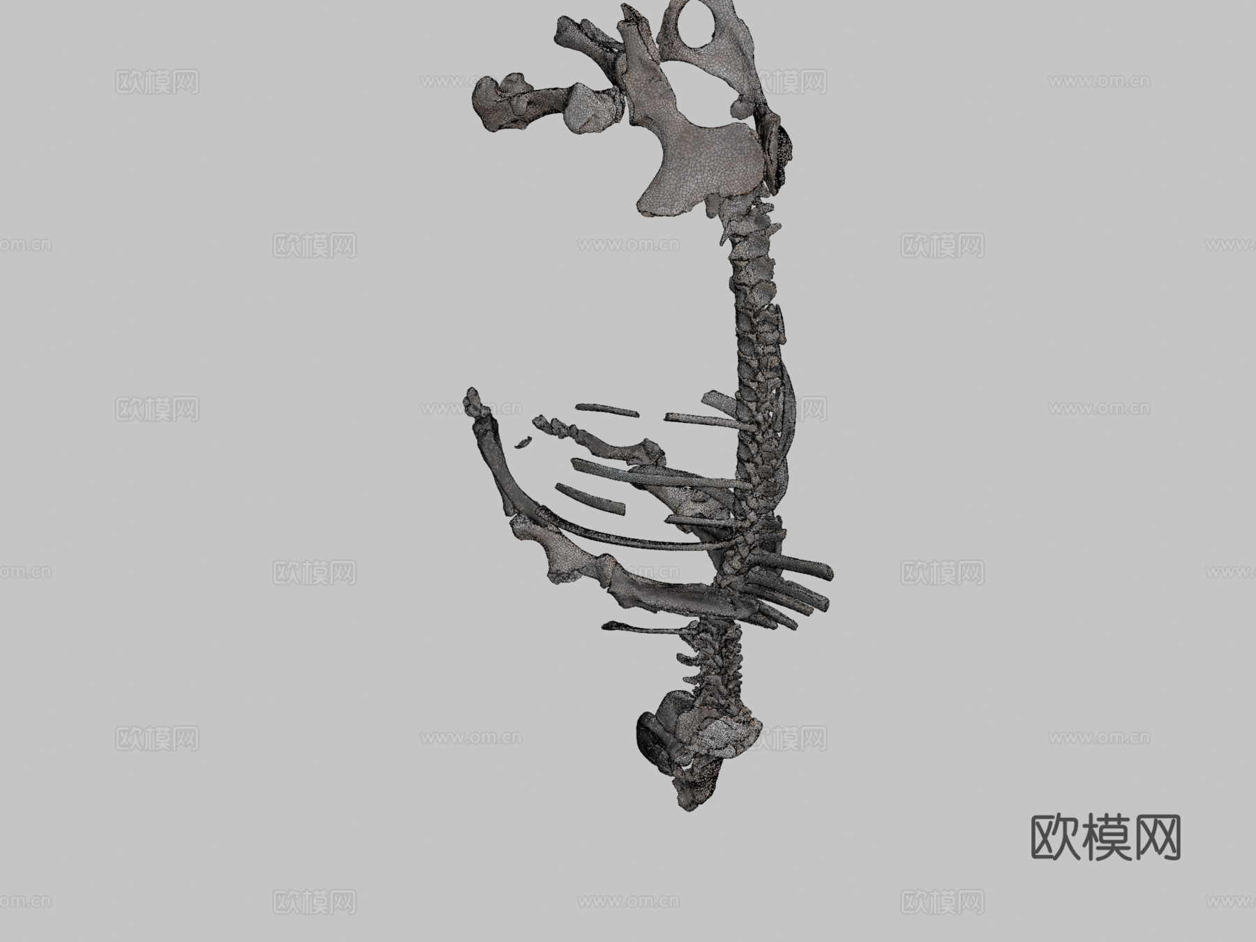 披毛犀3d模型下载（渲染图2）