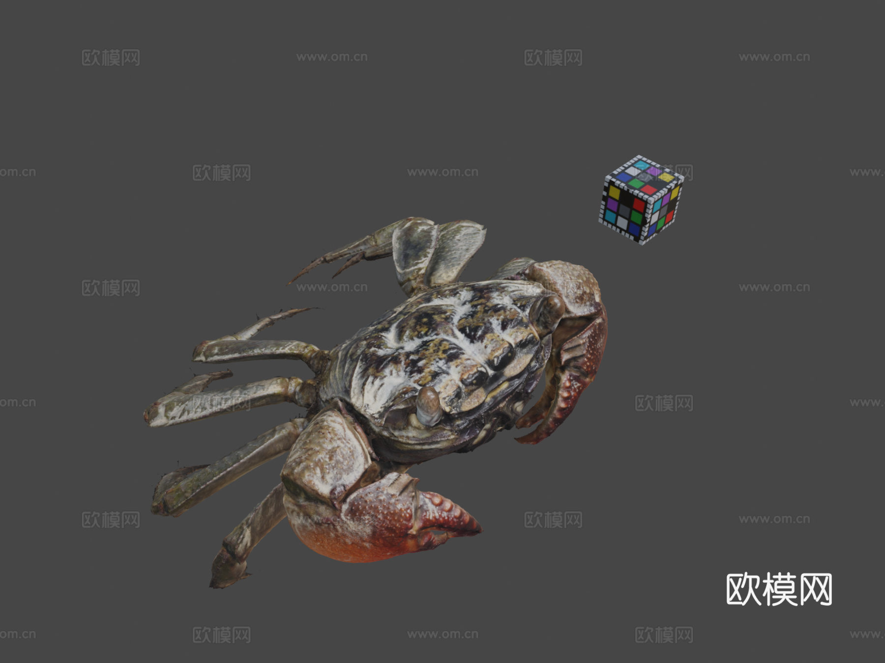 CC0红螯相手蟹♂，近缘拟相手蟹3d模型下载（渲染图1）