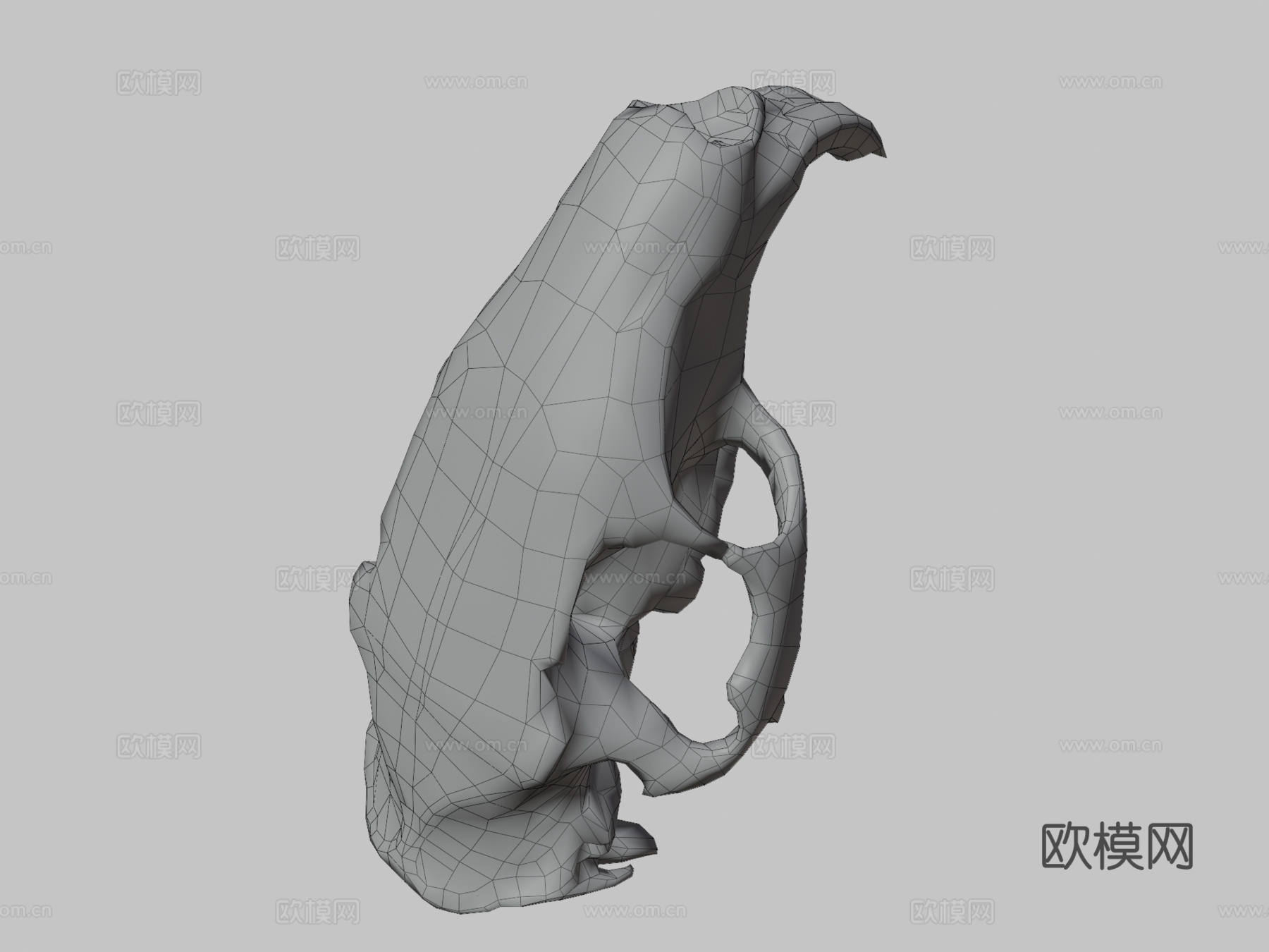 写实风格海狸鼠头骨低多边形3d模型下载（渲染图3）