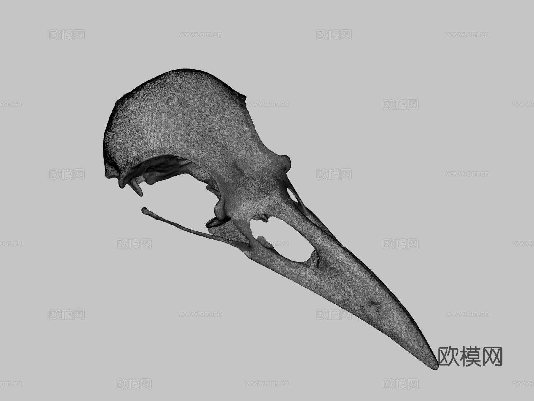 IMNH R-1349普通渡鸦头骨3d模型下载（渲染图3）