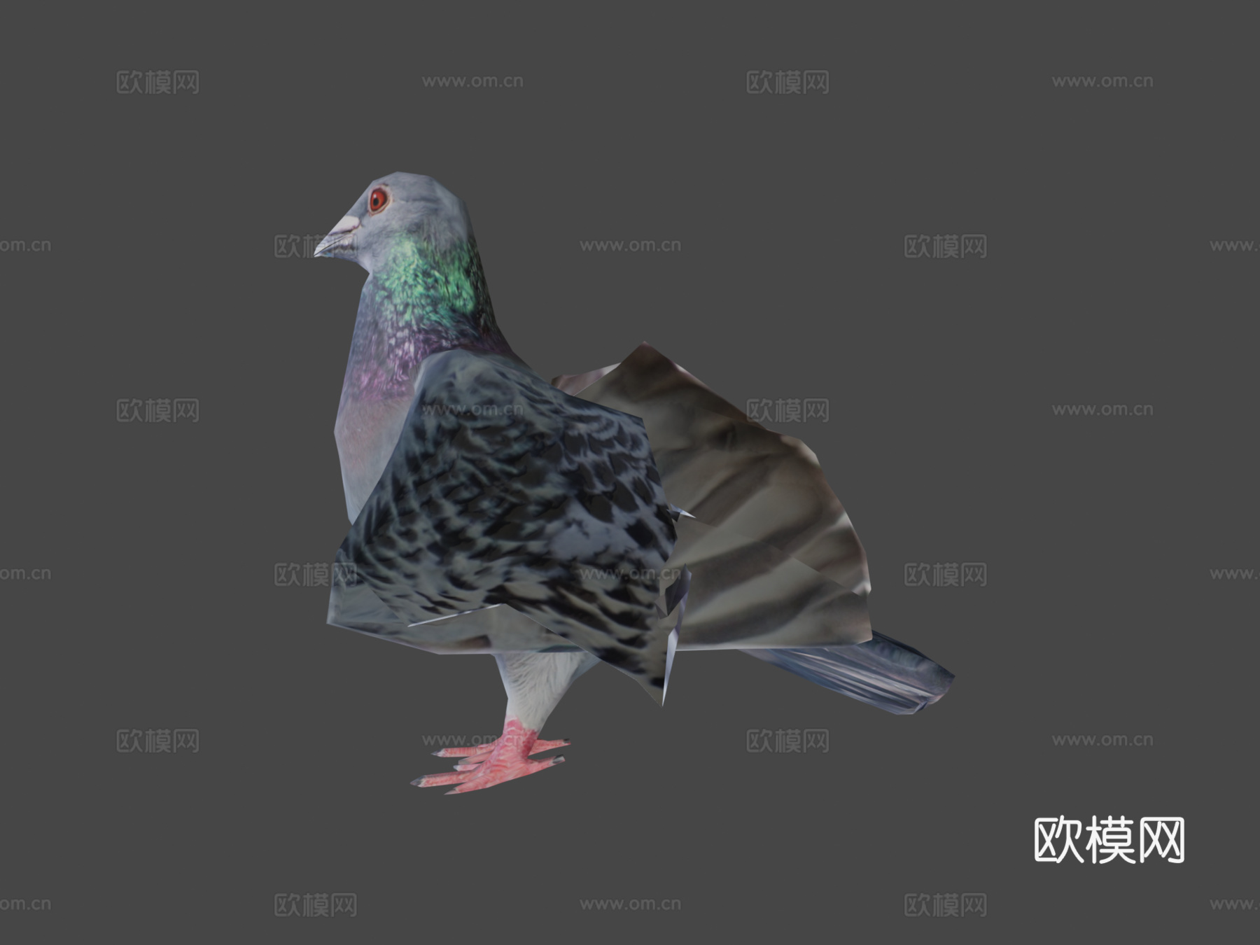 鸽子3d模型下载（渲染图7）