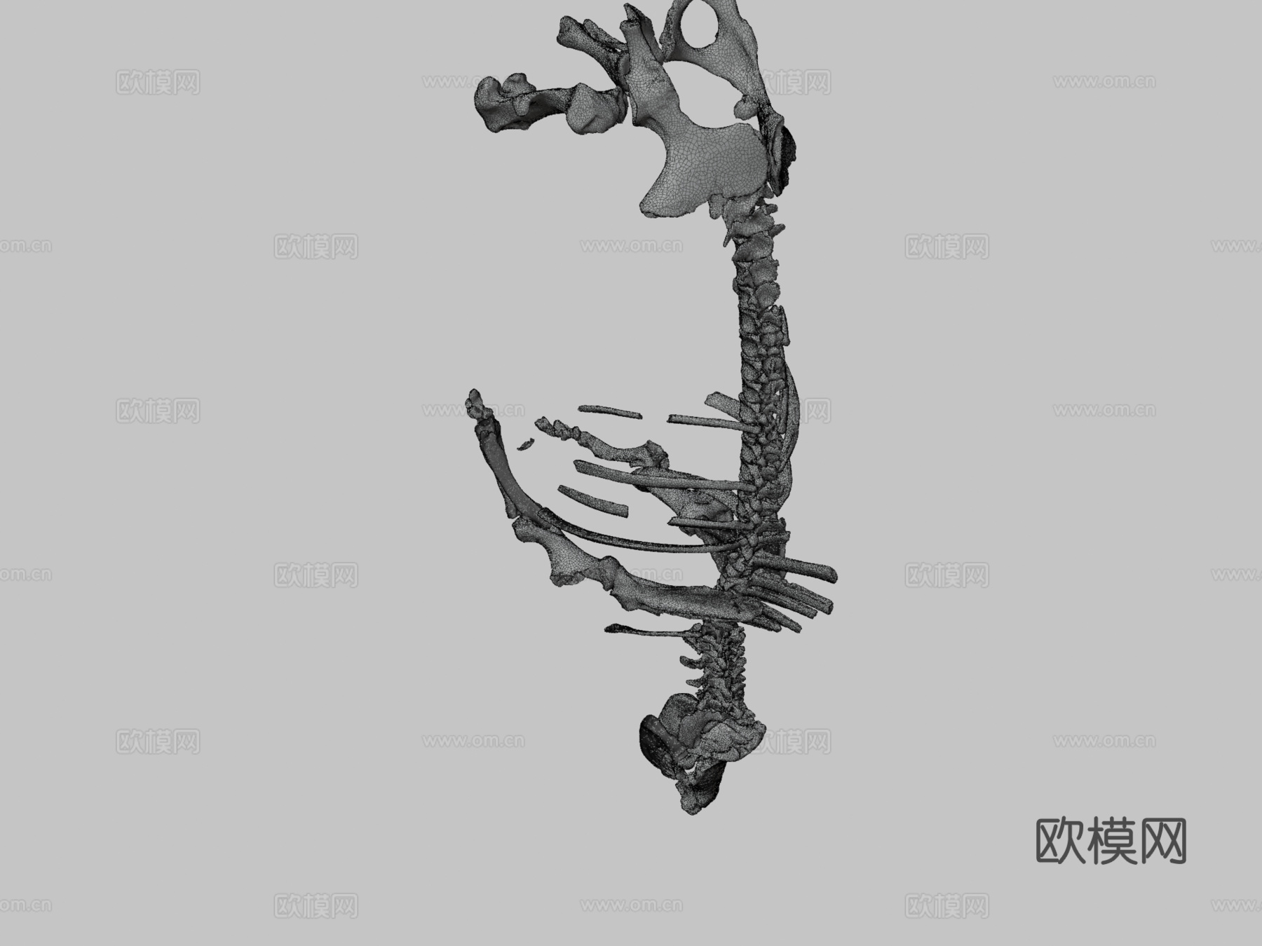 披毛犀3d模型下载（渲染图3）