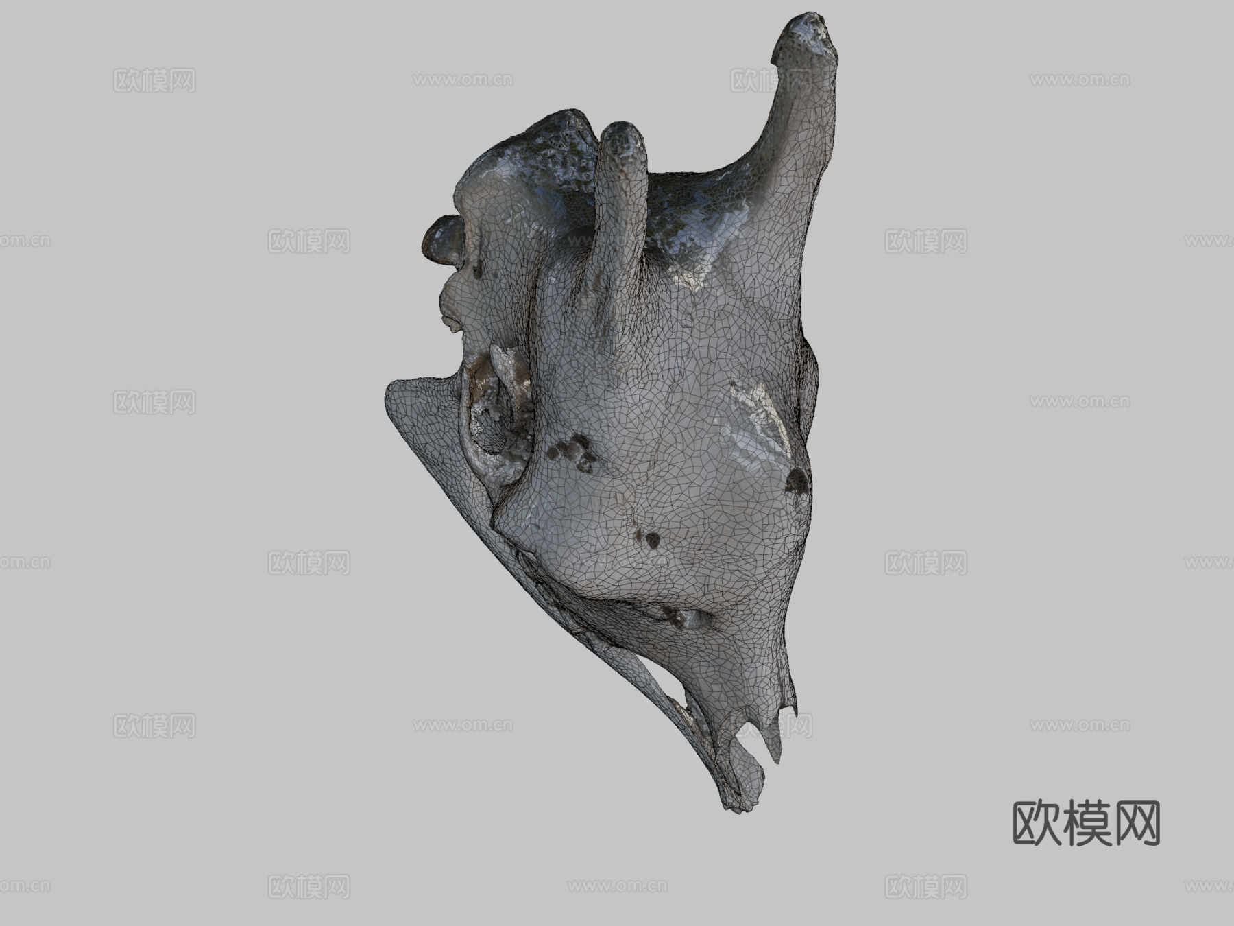 长颈鹿头骨3d模型下载（渲染图2）