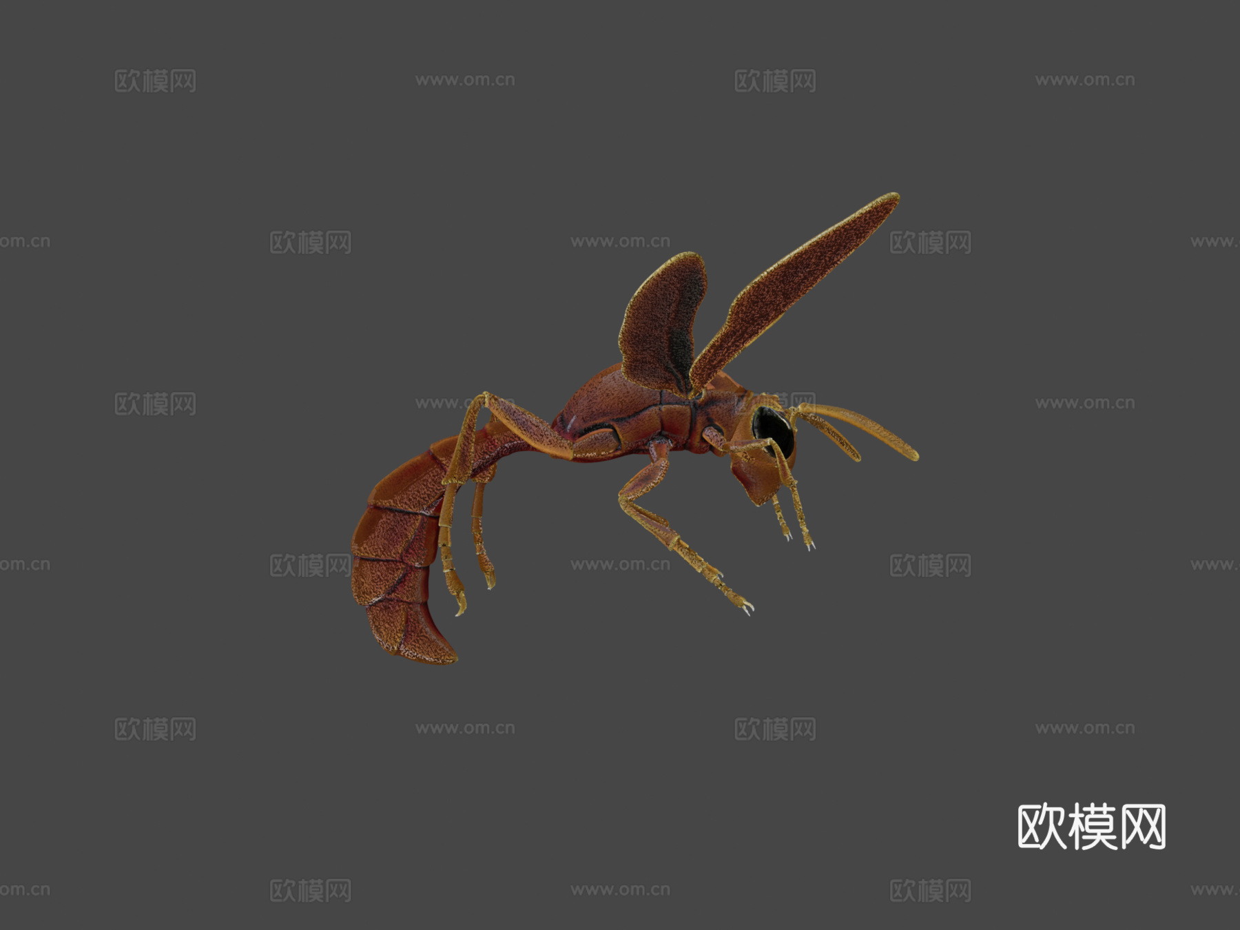 昆虫3d模型下载（渲染图6）