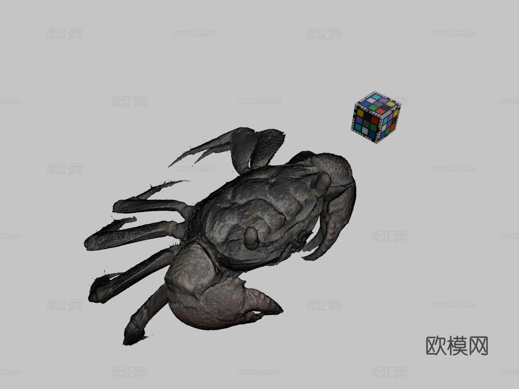 CC0红螯相手蟹♂，近缘拟相手蟹3d模型下载（渲染图2）