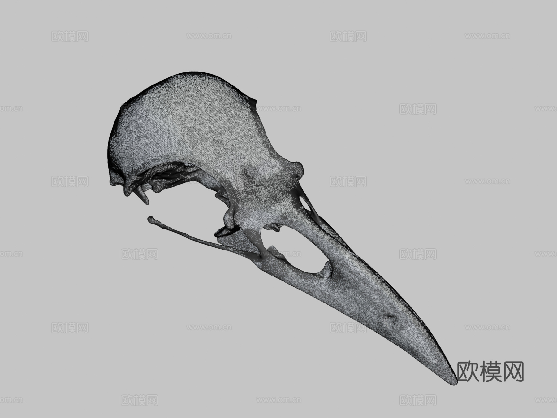 IMNH R-1349普通渡鸦头骨3d模型下载（渲染图2）