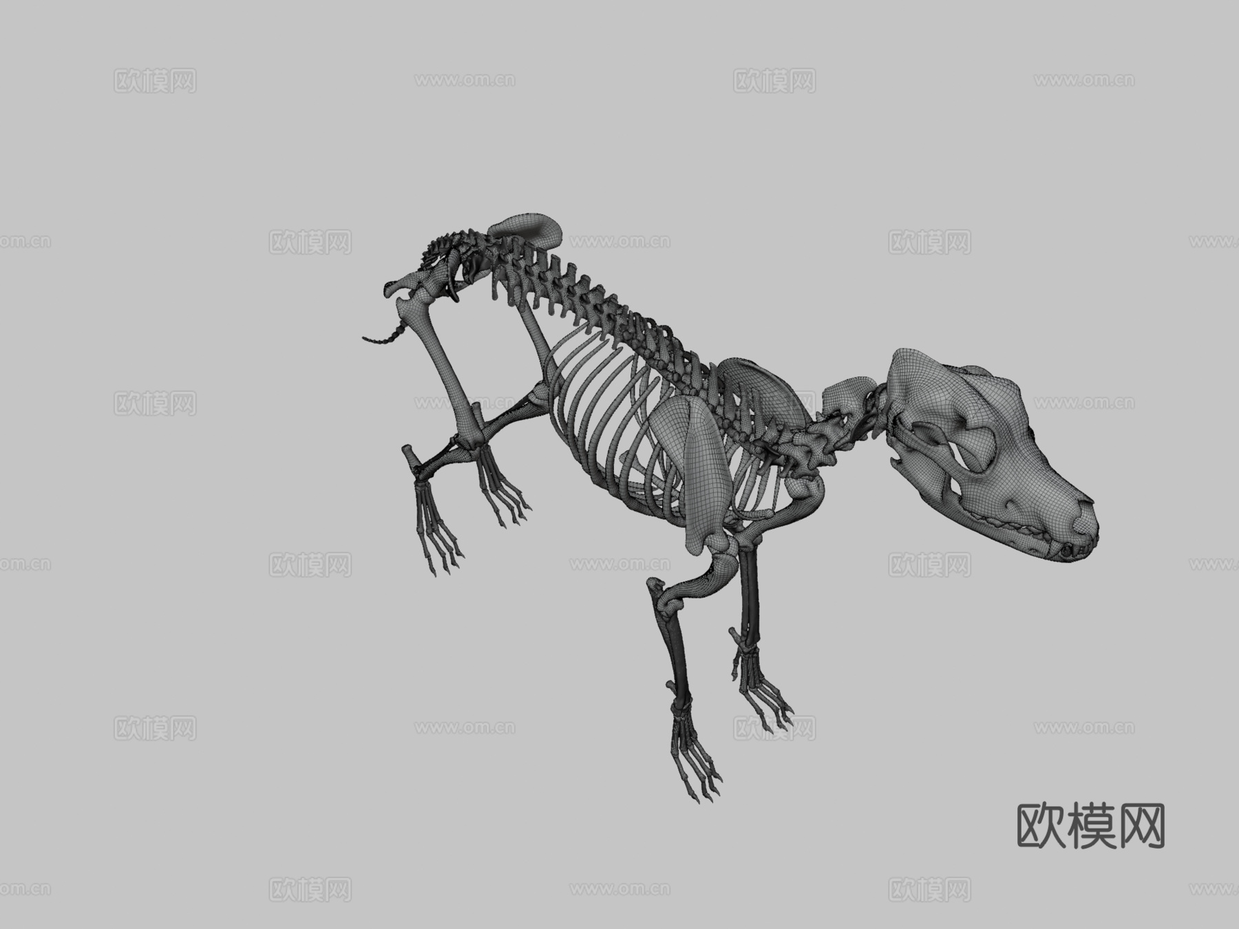 大丹犬-骨架3d模型下载（渲染图3）
