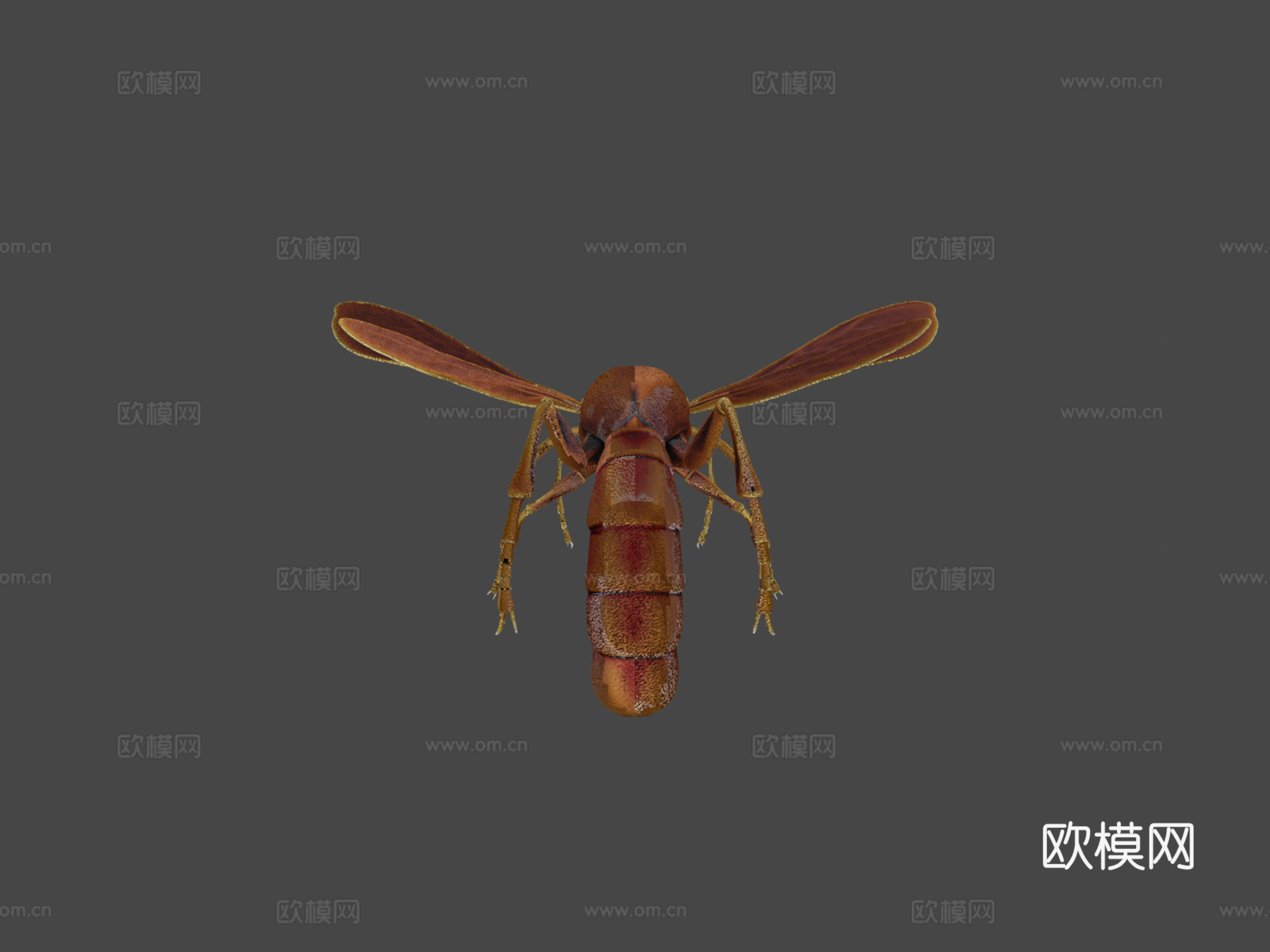 昆虫3d模型下载（渲染图5）