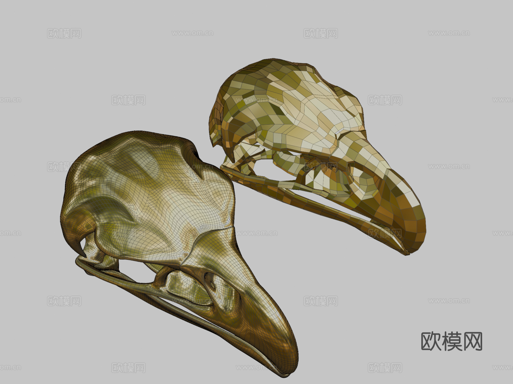 鹰头骨3d模型下载（渲染图2）