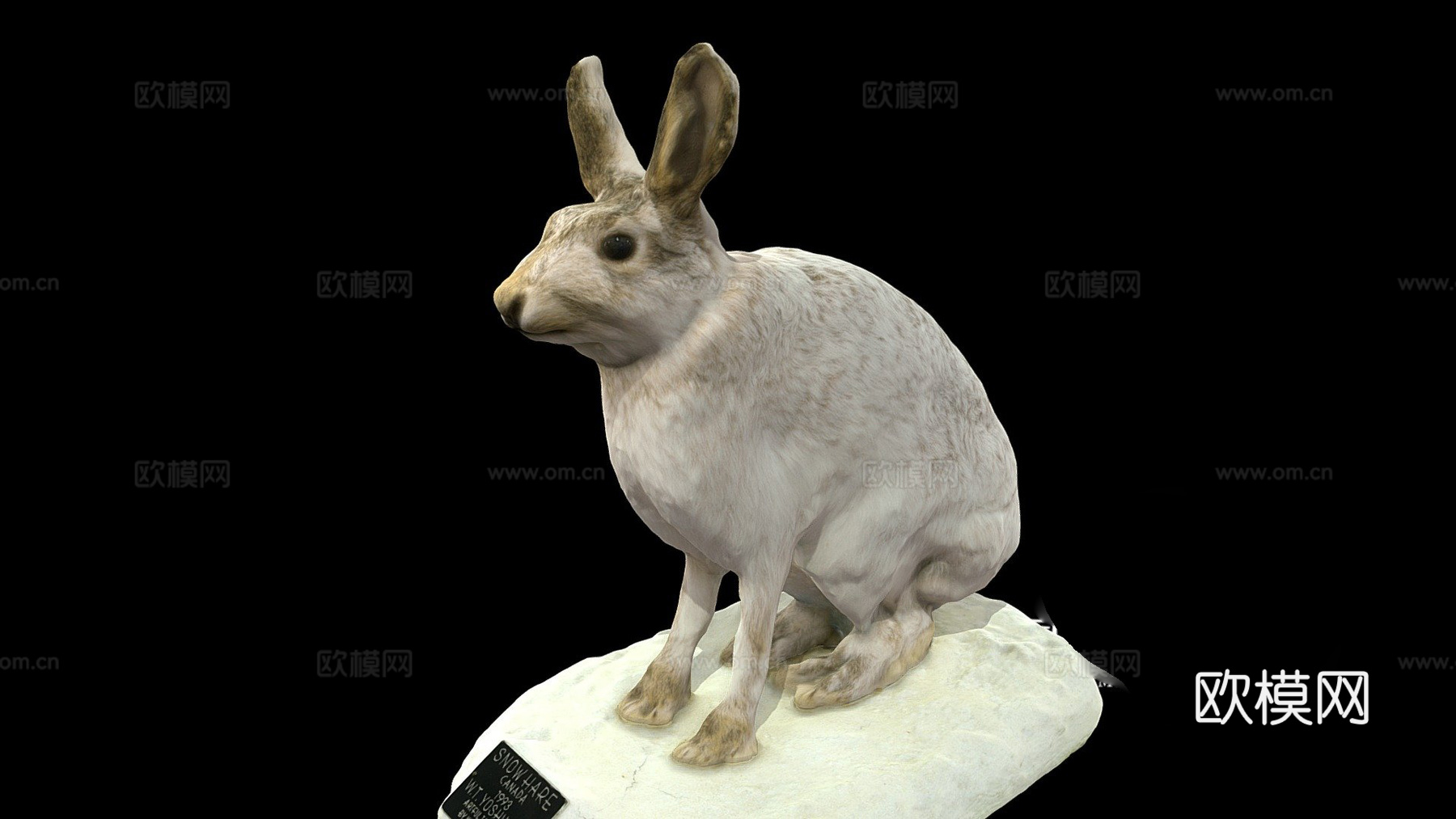 NSMT-M_32036雪鞋野兔（标本）3d模型下载（渲染图1）