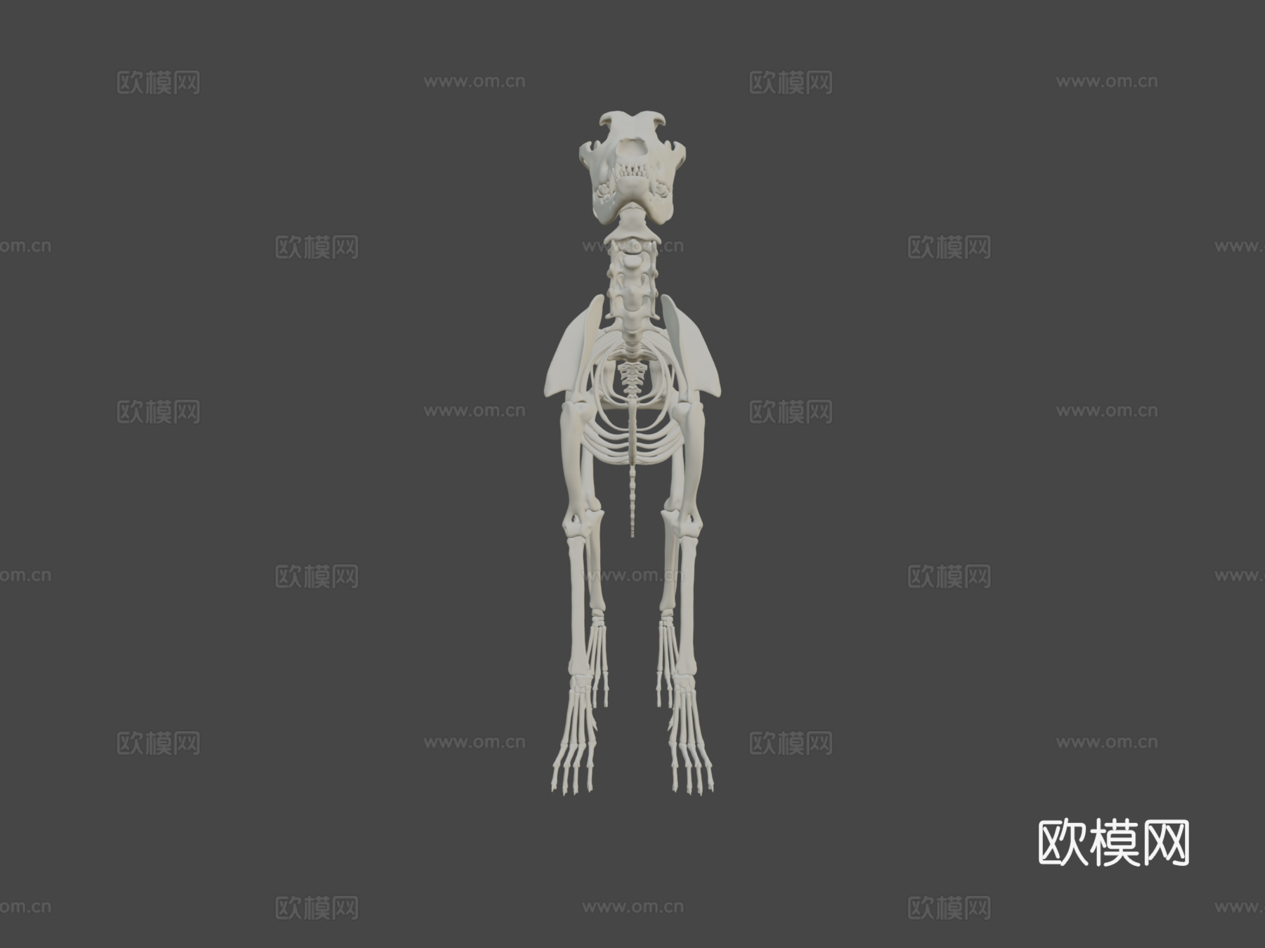 大丹犬-骨架3d模型下载（渲染图5）
