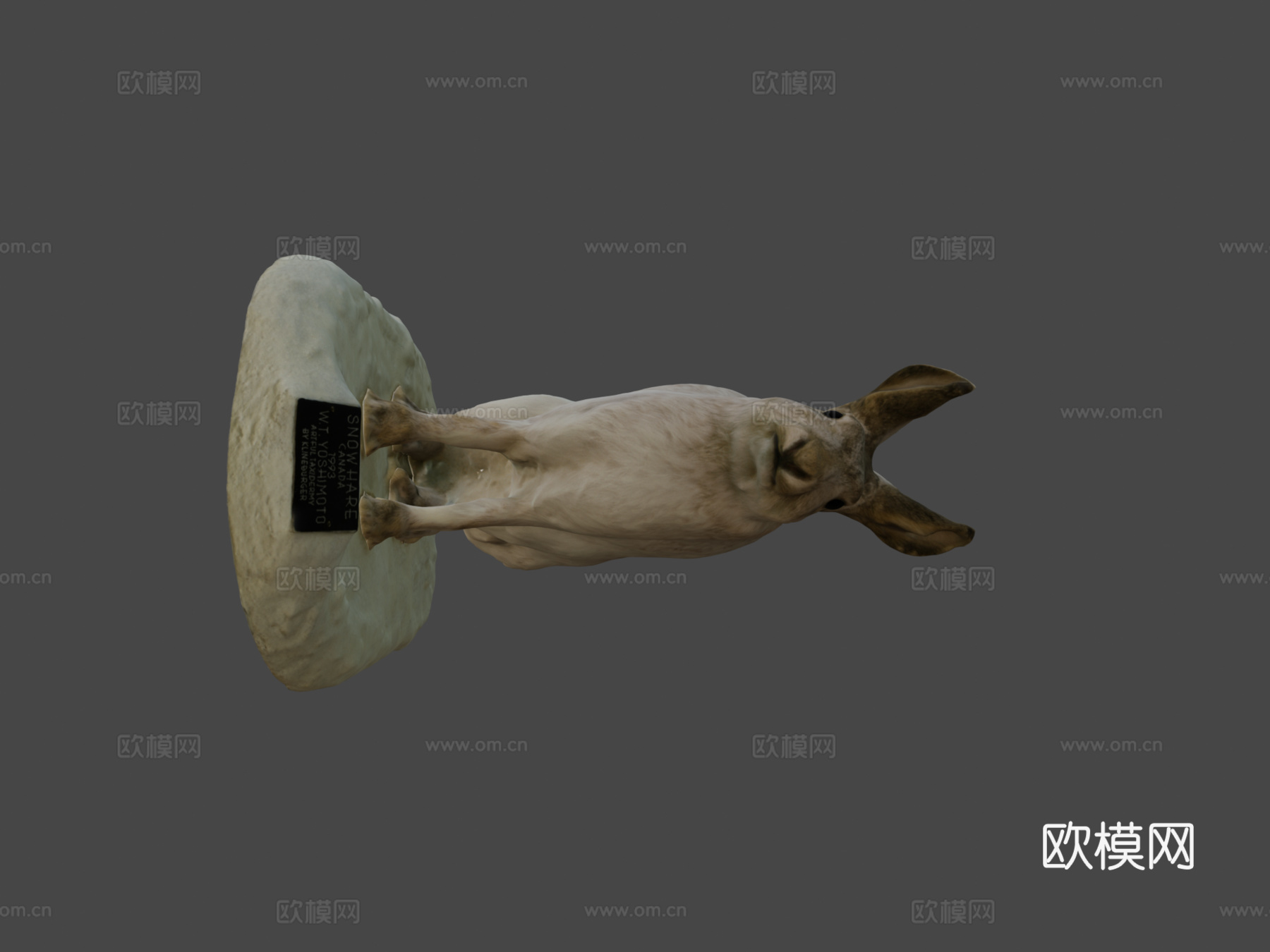 NSMT-M_32036雪鞋野兔（标本）3d模型下载（渲染图5）