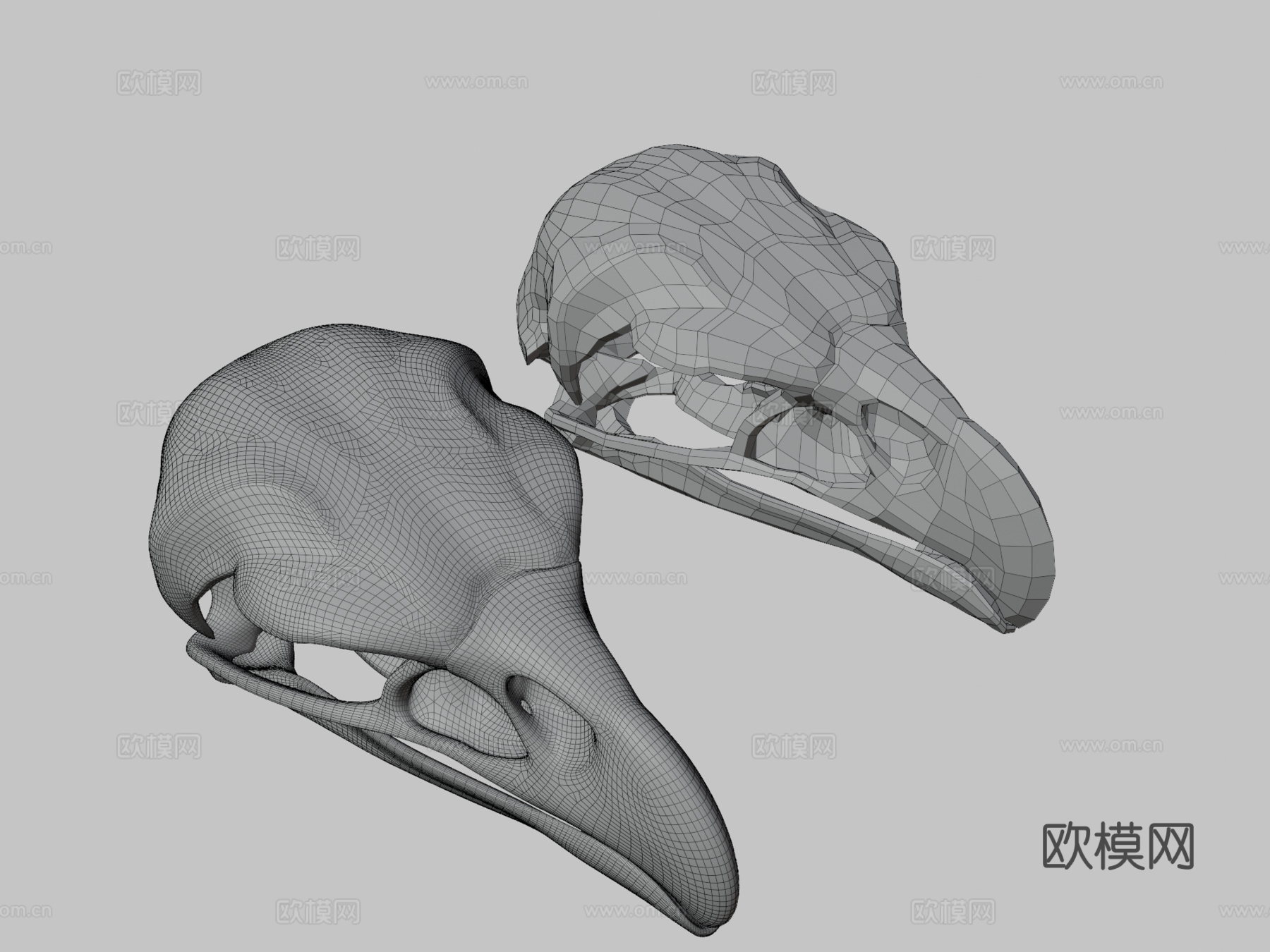 鹰头骨3d模型下载（渲染图3）