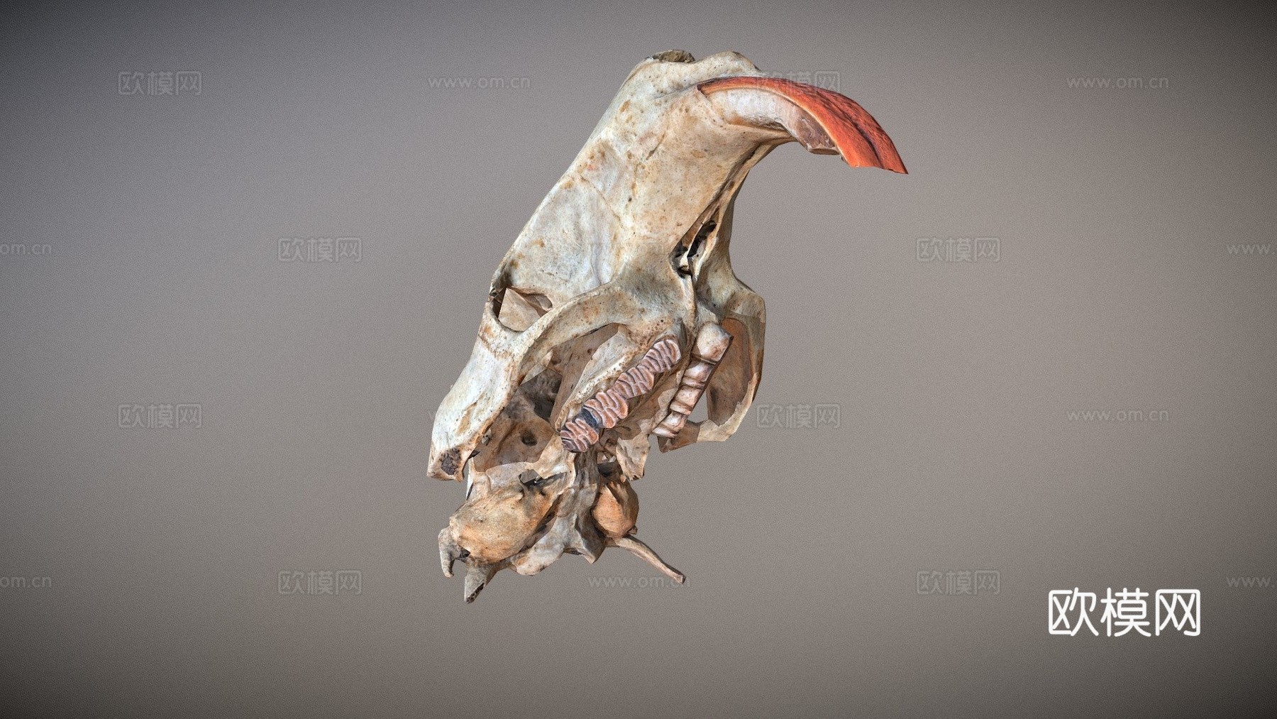 写实风格海狸鼠头骨低多边形3d模型下载（渲染图1）