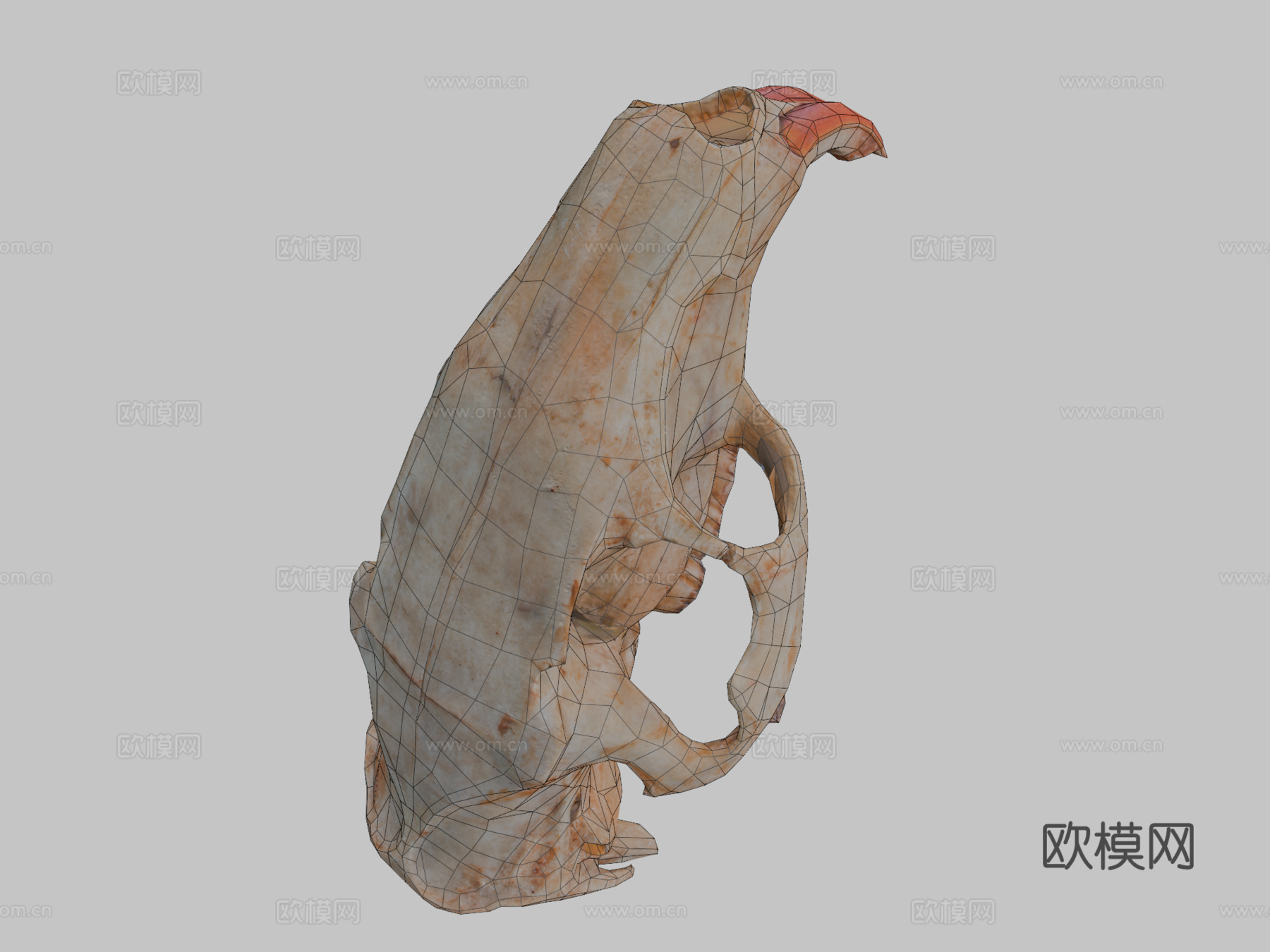 写实风格海狸鼠头骨低多边形3d模型下载（渲染图2）