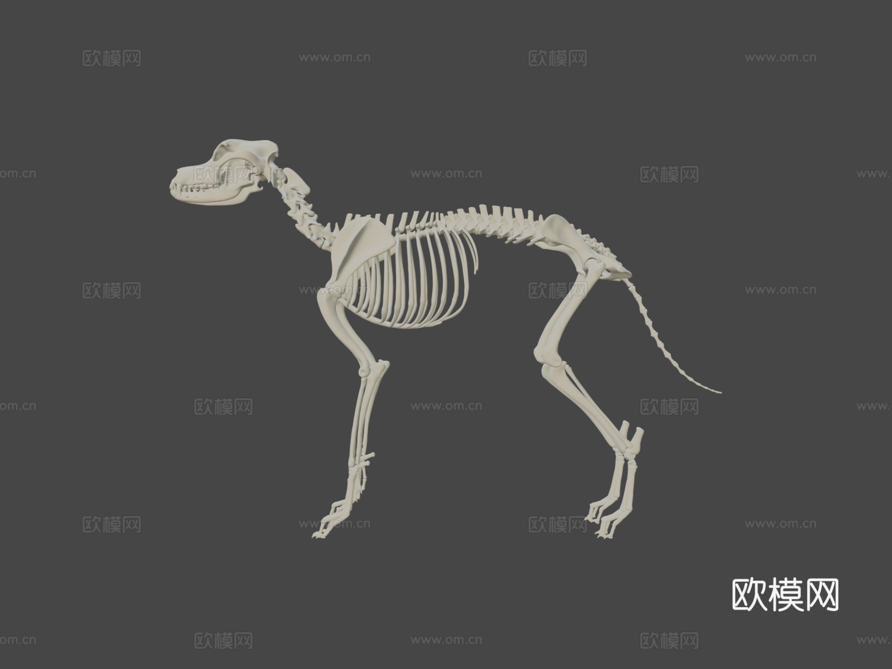 大丹犬-骨架3d模型下载（渲染图6）