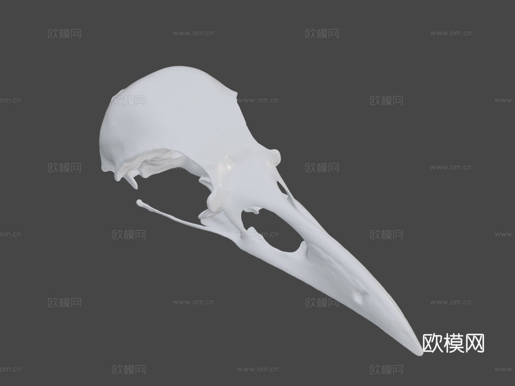 IMNH R-1349普通渡鸦头骨3d模型下载（渲染图8）