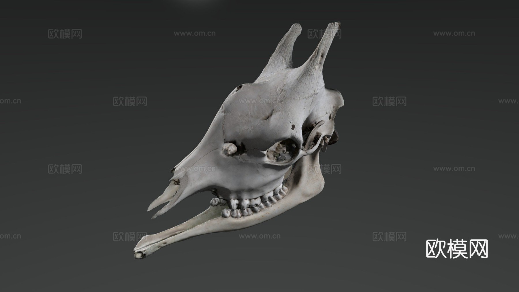长颈鹿头骨3d模型下载（渲染图1）