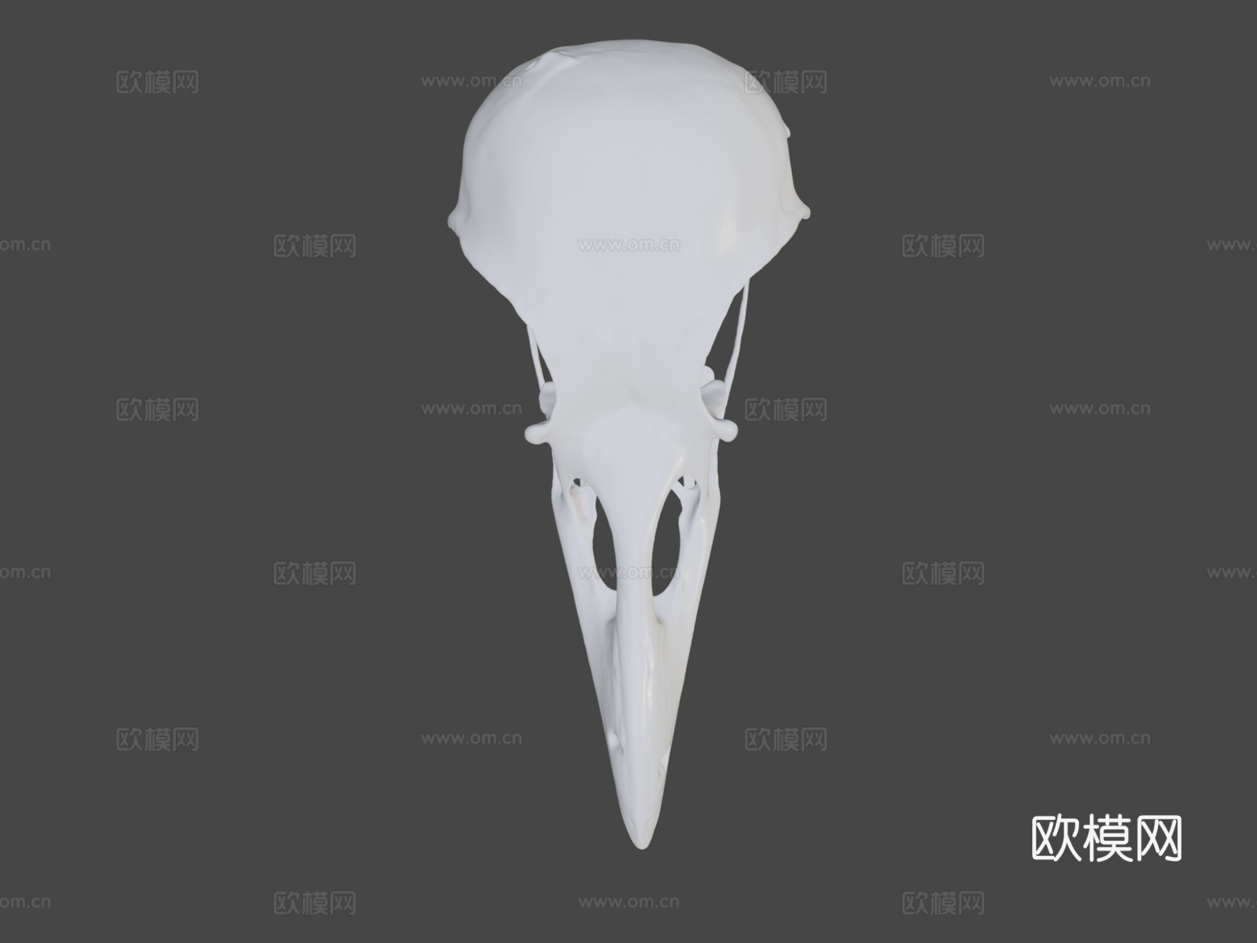 IMNH R-1349普通渡鸦头骨3d模型下载（渲染图7）