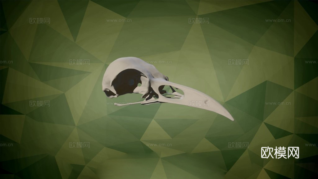 IMNH R-1349普通渡鸦头骨3d模型下载（渲染图1）