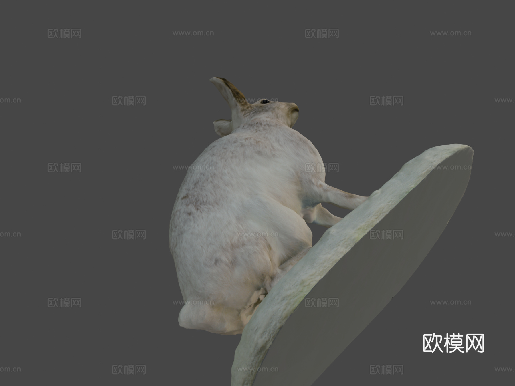 NSMT-M_32036雪鞋野兔（标本）3d模型下载（渲染图7）