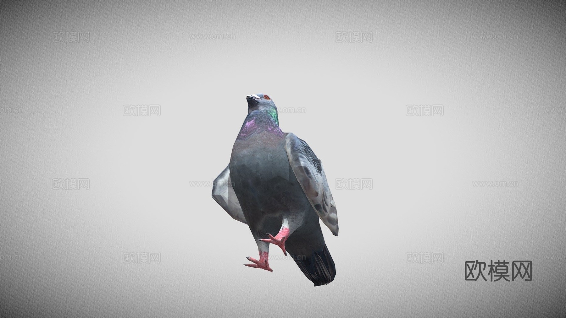 鸽子3d模型下载（渲染图1）