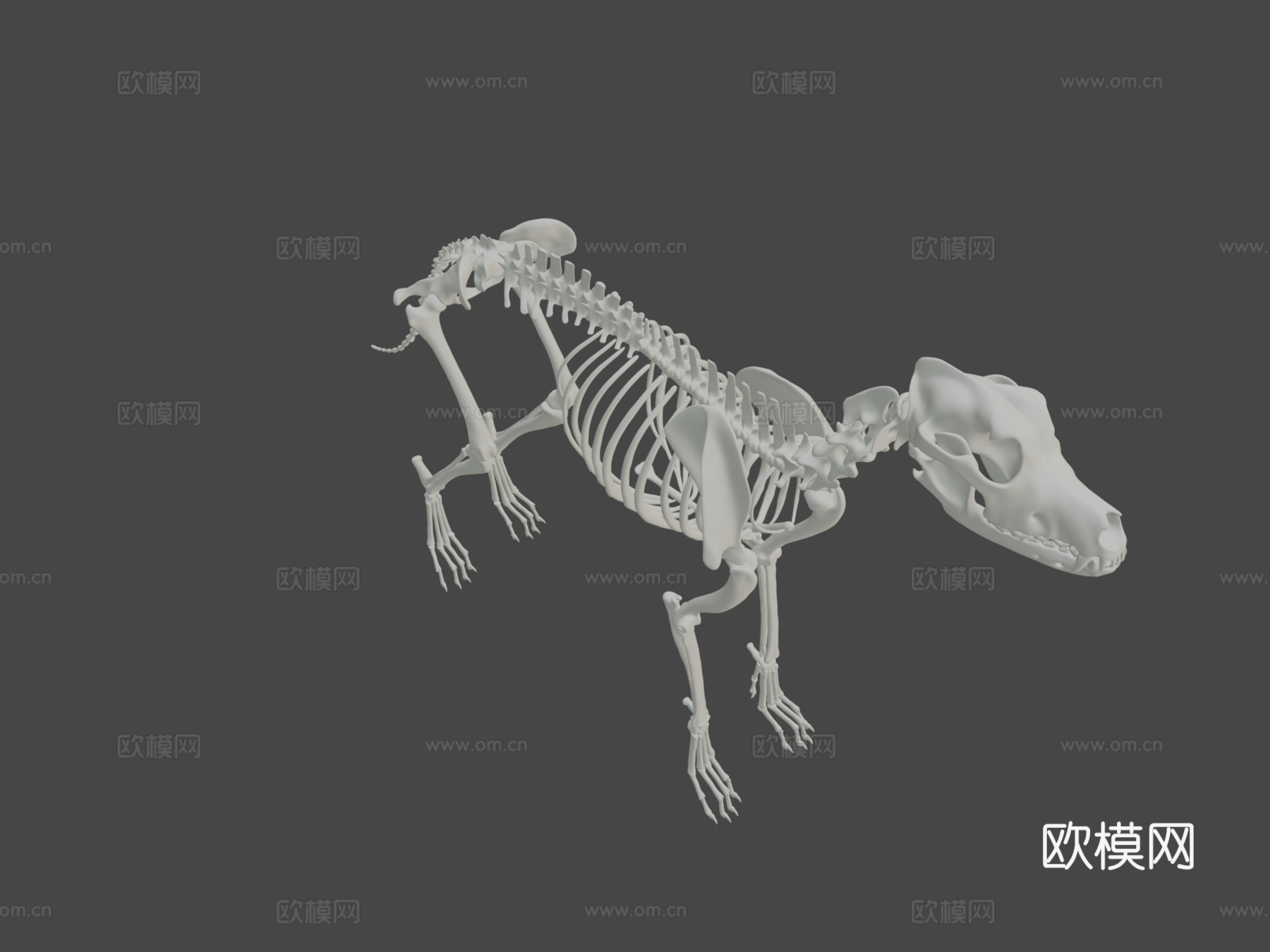 大丹犬-骨架3d模型下载（渲染图8）