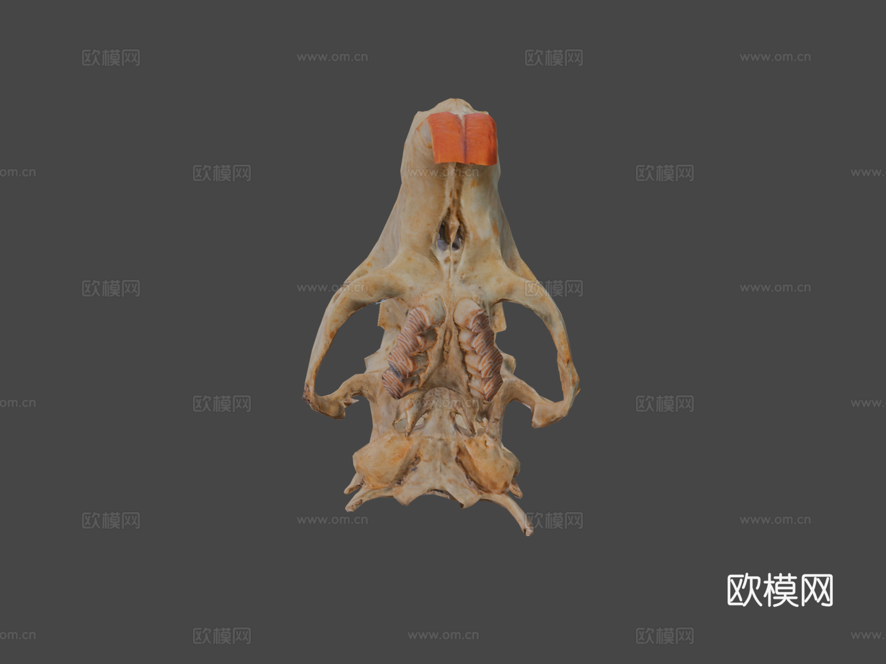 写实风格海狸鼠头骨低多边形3d模型下载（渲染图7）